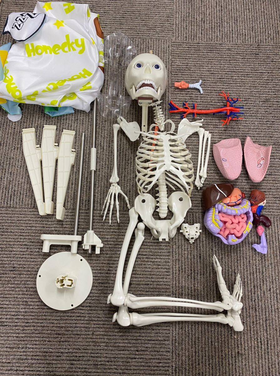 Yahoo!オークション - 1円〜 おしゃべりガイコツ 人体模型 ホネッキー