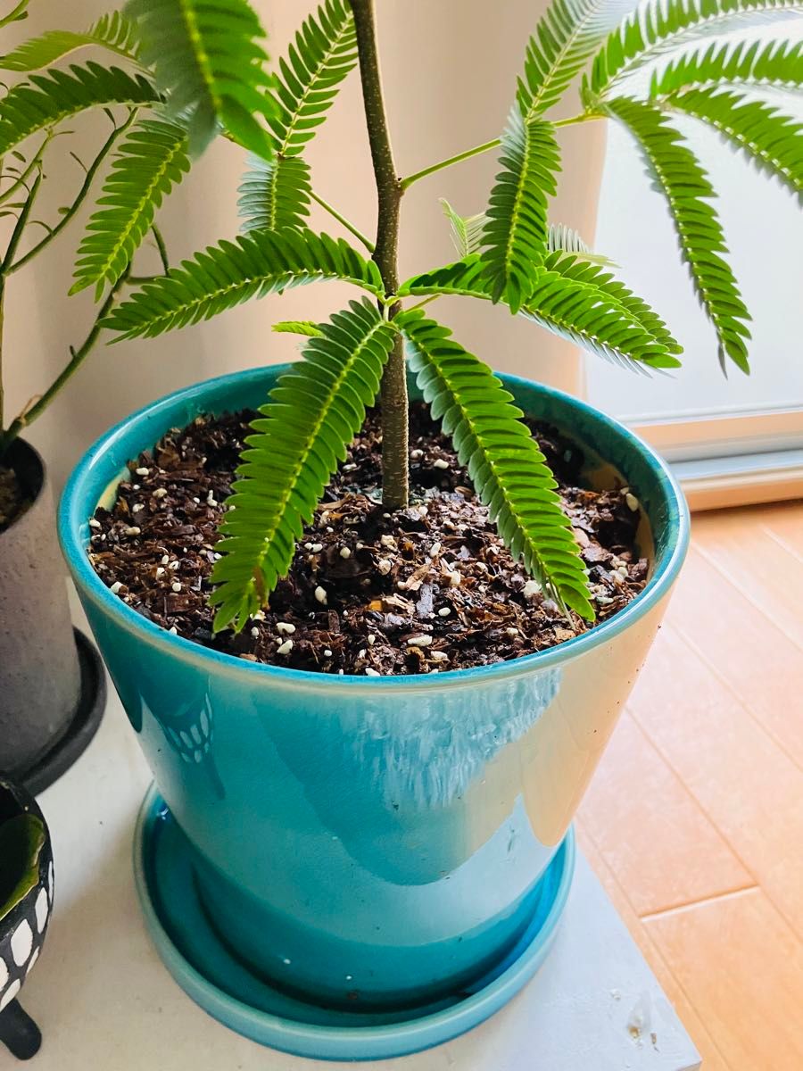 観葉植物 エバーフレッシュ 陶器鉢 受け皿付き シダ植物 風水｜Yahoo