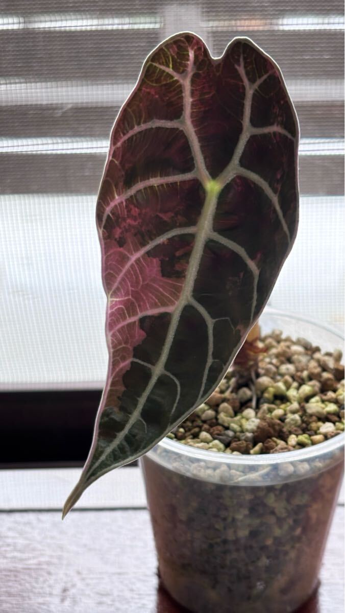 様 選抜株 アロカシア ワトソニアナピンク k*e様 極上 アロカシア