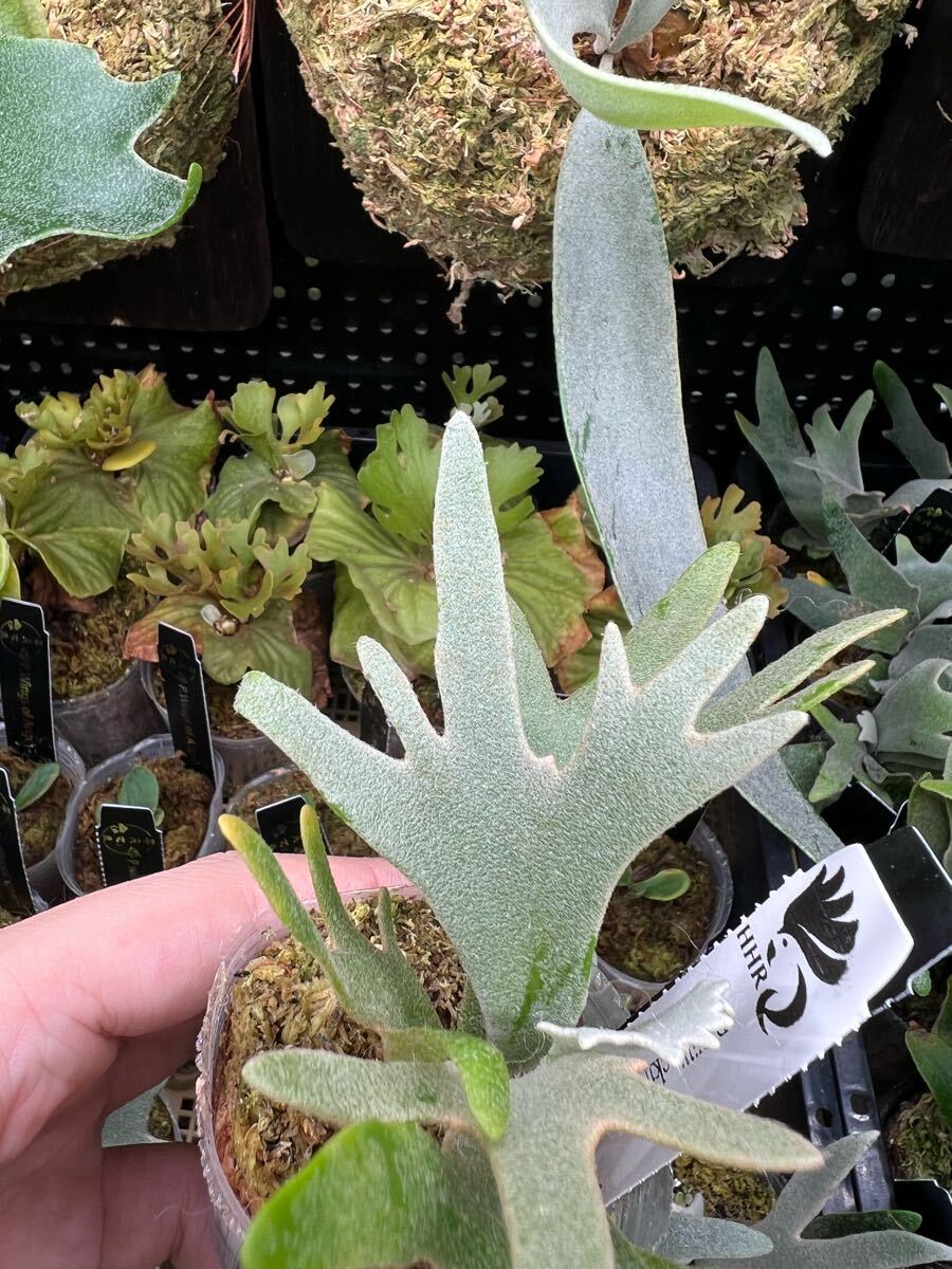 Yahoo!オークション - 131【平凡之鹿】ビカクシダ Platycerium 台湾輸