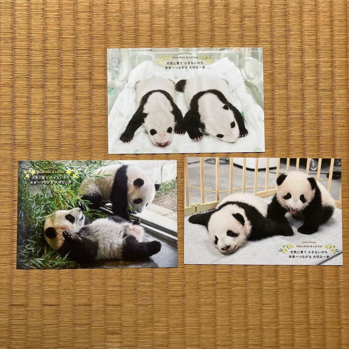 新品 パンダ ポストカード 3枚セット シャオシャオ レイレイ 上野