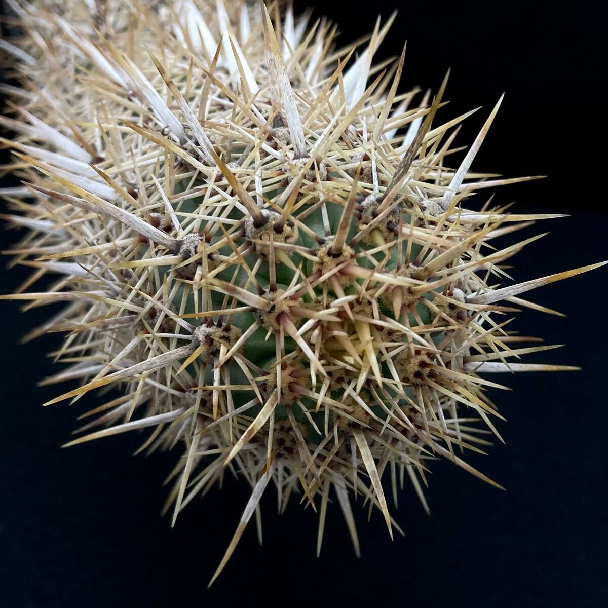 現品】サボテン・入鹿 いるか（ステノケレウス・エルカ）「這う悪魔」9