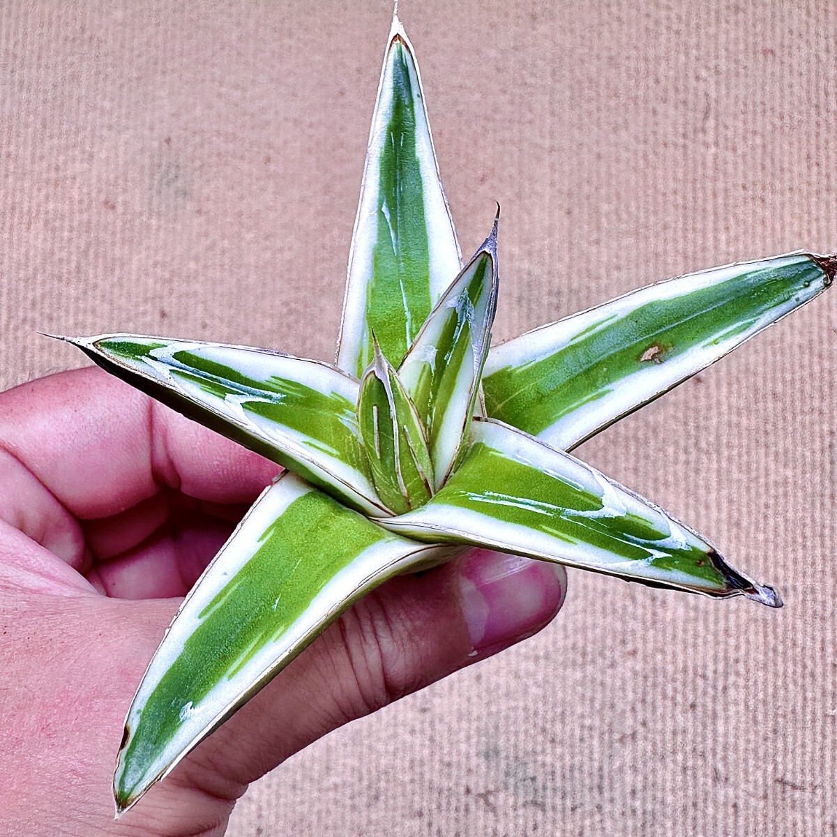 m*u様 45多肉植物アガベ 笹の雪丸叶氷山 変異錦 白中斑 鲜明錦 極上美