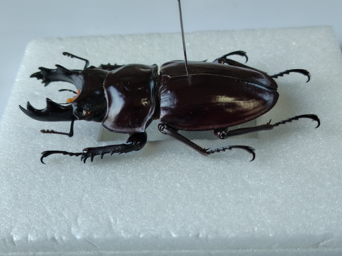 ヤエヤママルバネ 野外品 約60ミリ 西表島産 ヤエヤママルバネ 野外品 約60