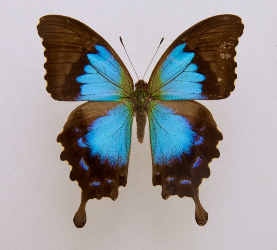 Yahoo!オークション - 外国産蝶標本 ヒメオオルリアゲハ A-♀ ニュー