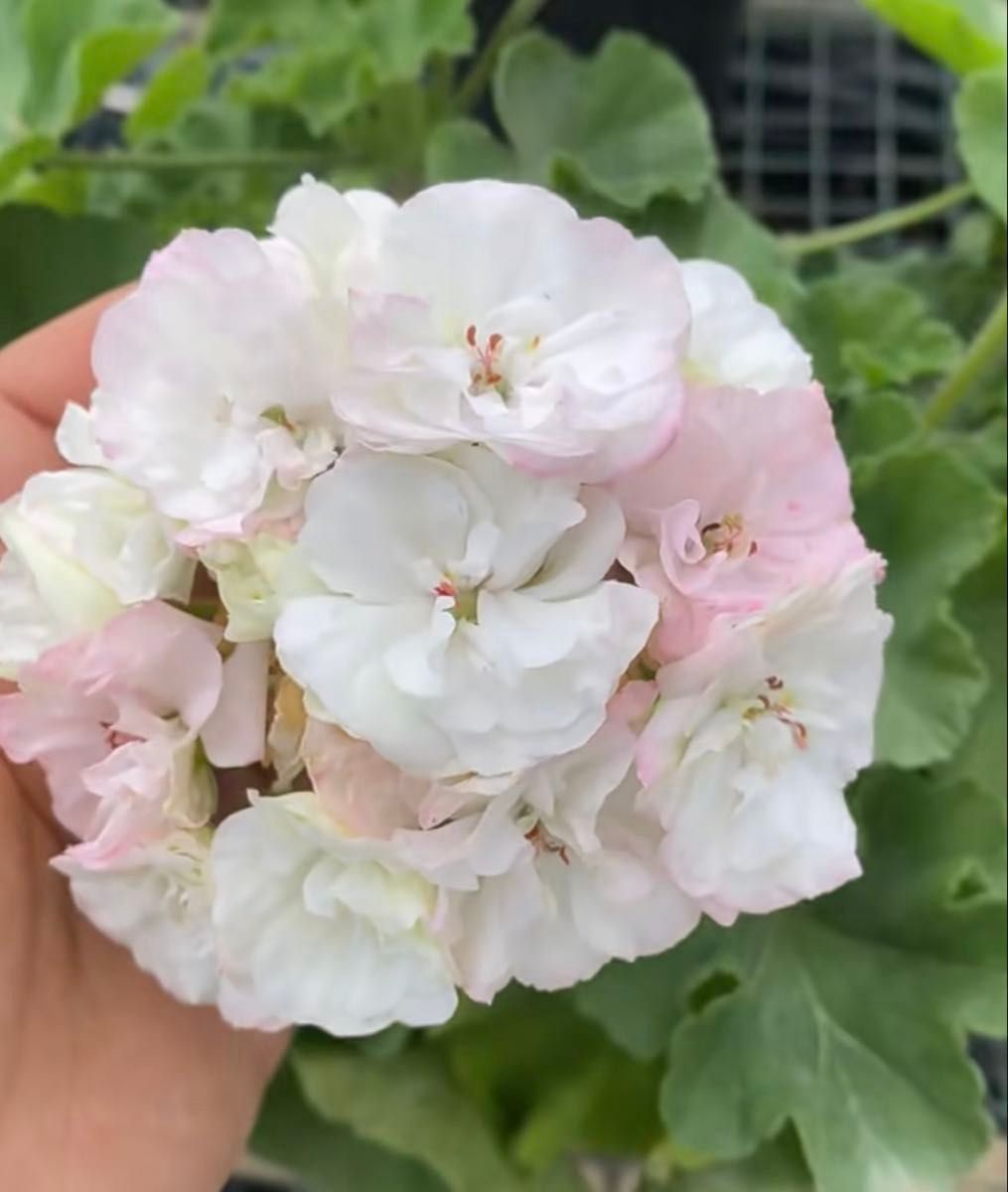 海外品種レア品種ゼラニウム挿し木苗根っこ付き MW002｜Yahoo!フリマ