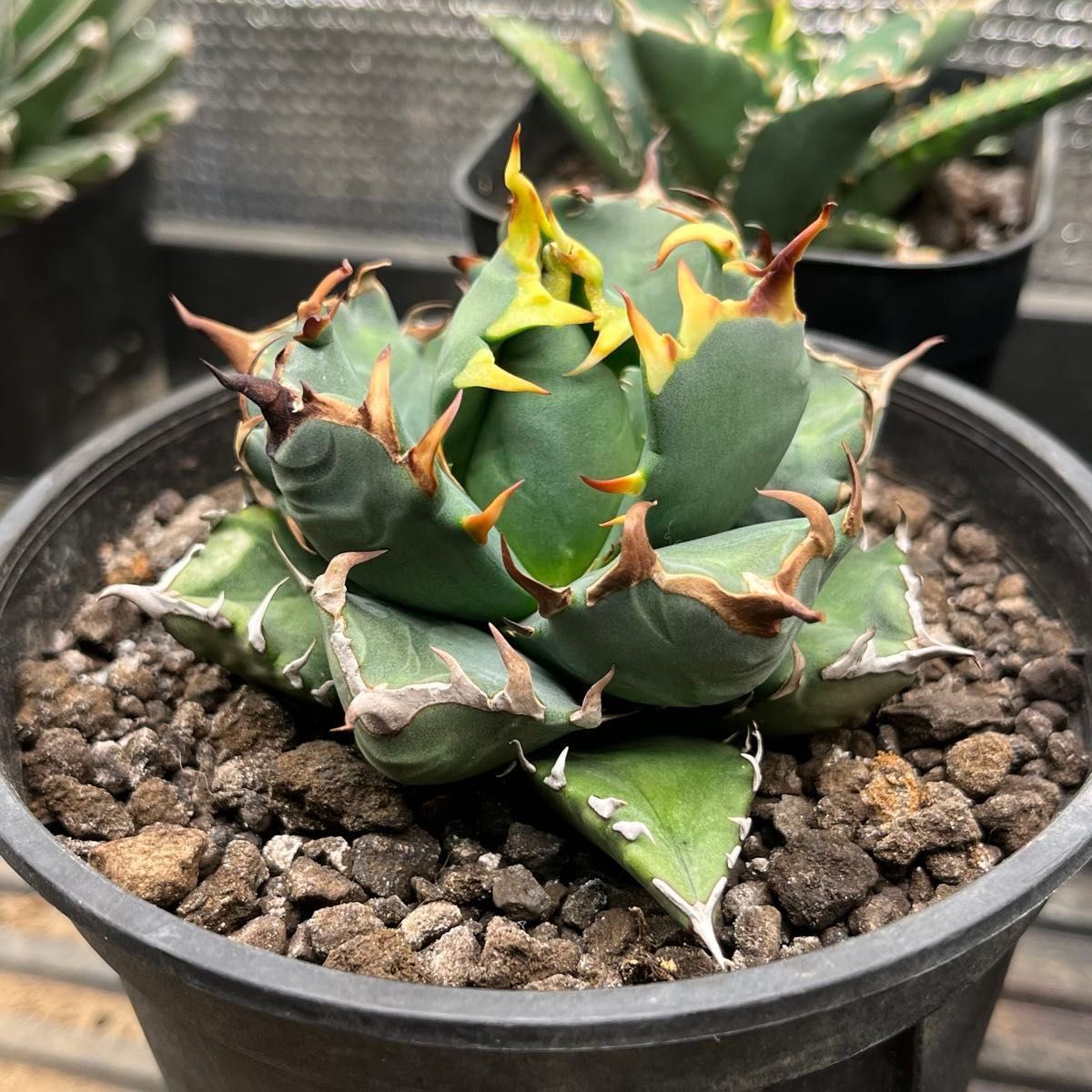 アガベ チタノタ 子株セット｜Yahoo!フリマ（旧PayPayフリマ）