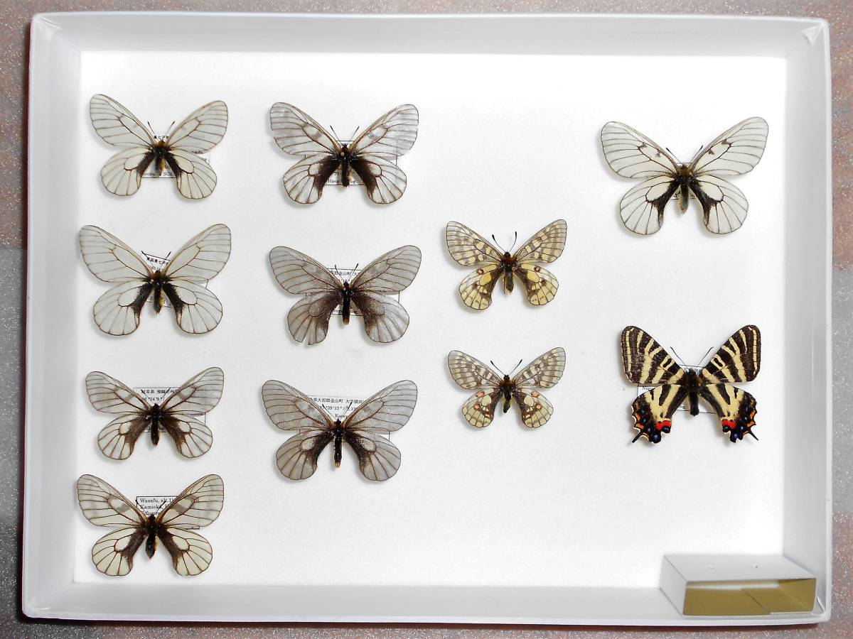 Yahoo!オークション - 日本の蝶標本 日本産パルナシウス3種セット（箱