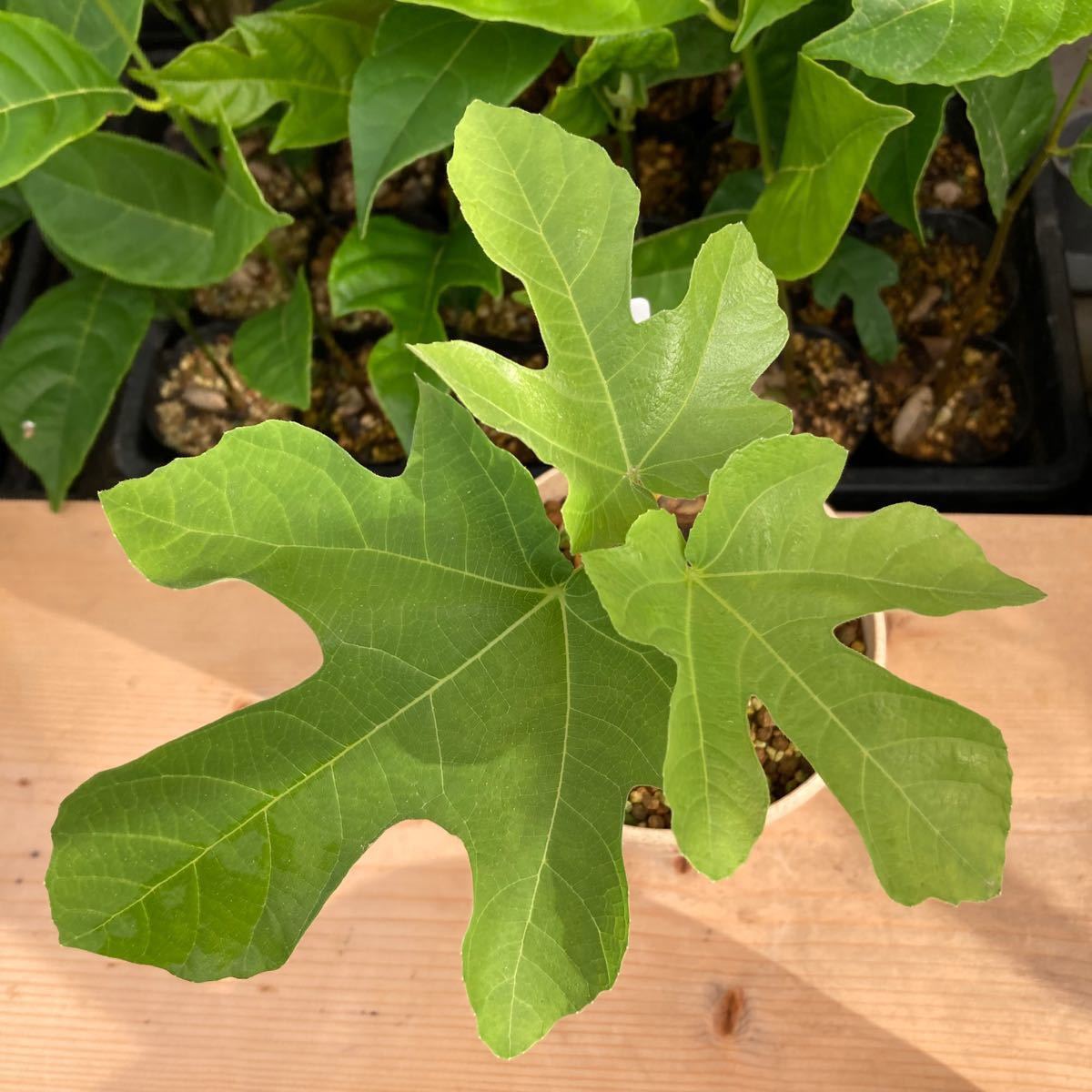 masa555さま専用】パニーノ Panino イチジク苗 発根確認済｜Yahoo