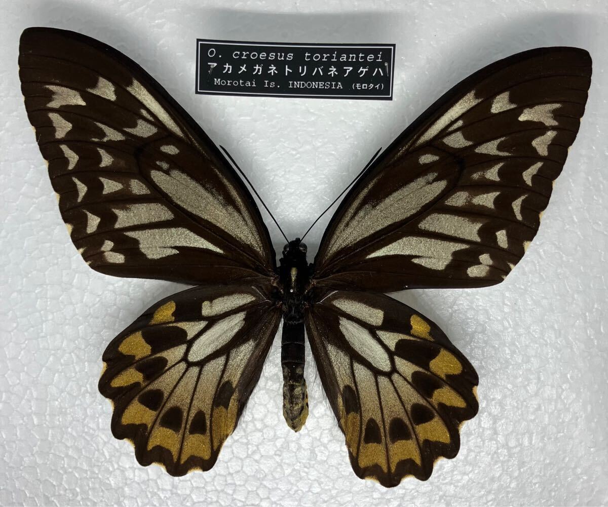 Yahoo!オークション -「メガネトリバネアゲハ」の落札相場・落札価格