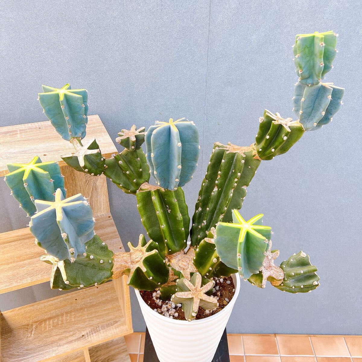 Yahoo!オークション -「柱サボテン 鬼面角」(観葉植物) の落札相場