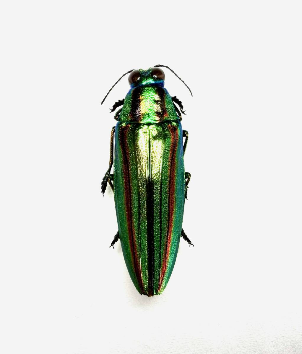 Yahoo!オークション -「ヤマトタマムシ 標本」の落札相場・落札価格