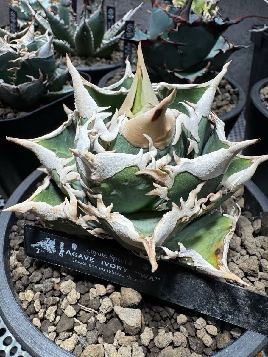 Yahoo!オークション -「アガベ ivory w.a」の落札相場・落札価格