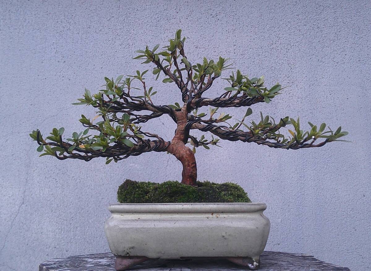 Yahoo!オークション -「明美の月」の落札相場・落札価格