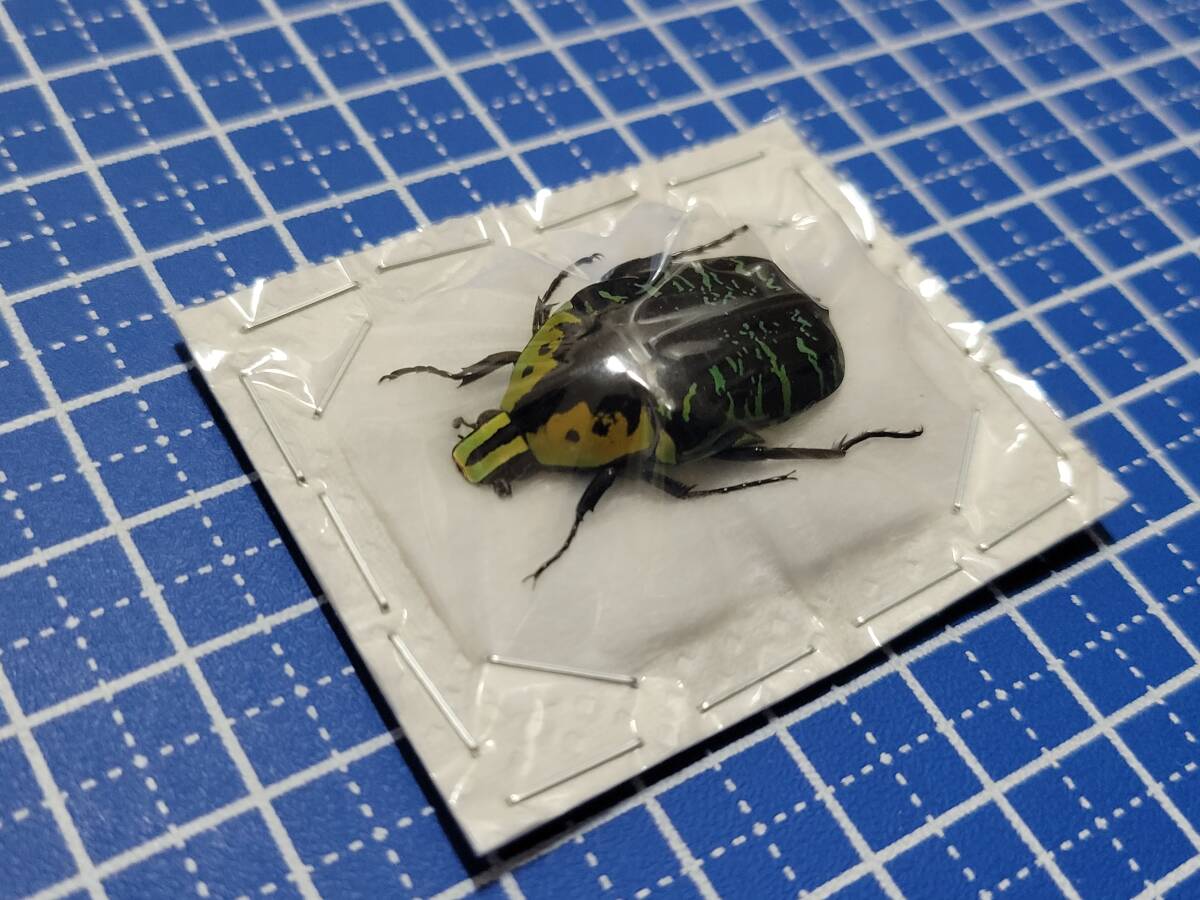 Yahoo!オークション -「マラガシー」(その他) (虫類)の落札相場・落札価格