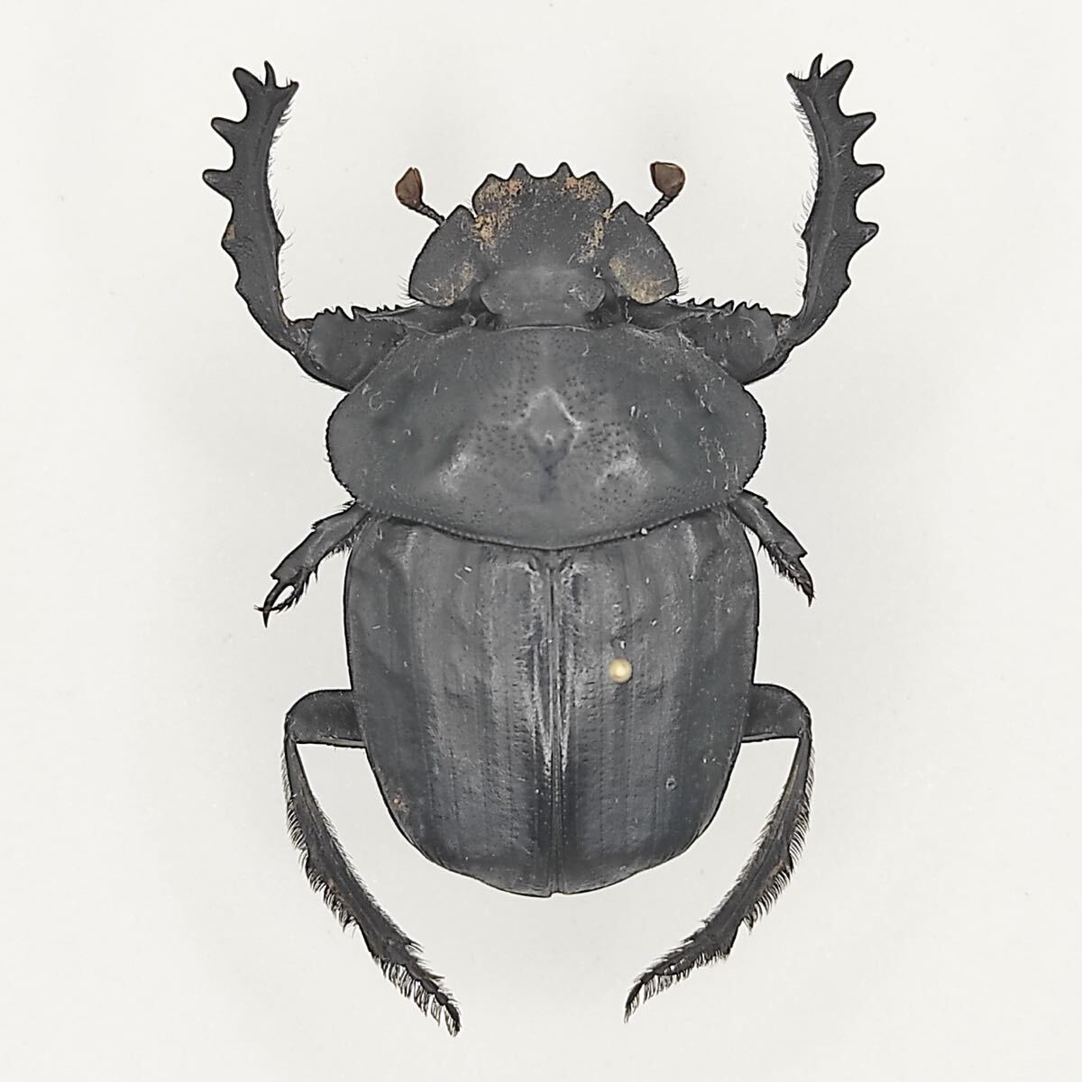 Yahoo!オークション -「タマオシコガネ」の落札相場・落札価格