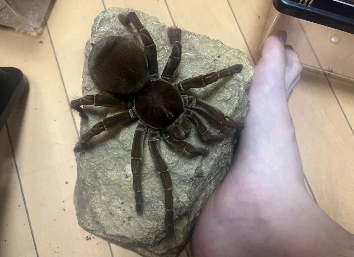 2026年最新】Yahoo!オークション -ゴライアスバードイーターの中古品