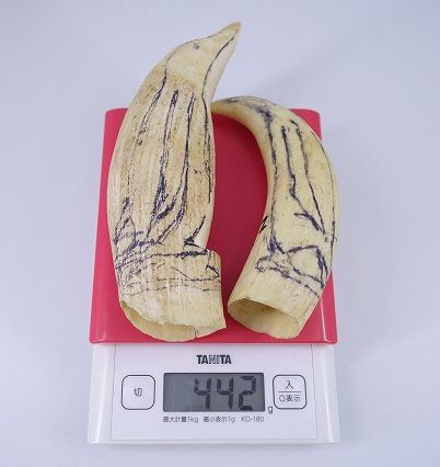 Yahoo!オークション -「マッコウクジラ歯」の落札相場・落札価格