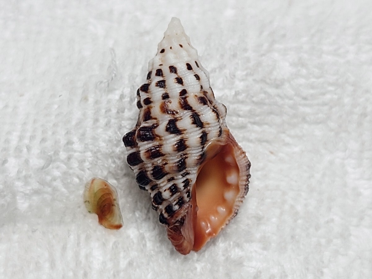 2026年最新】Yahoo!オークション -#貝殻(アンティーク、コレクション