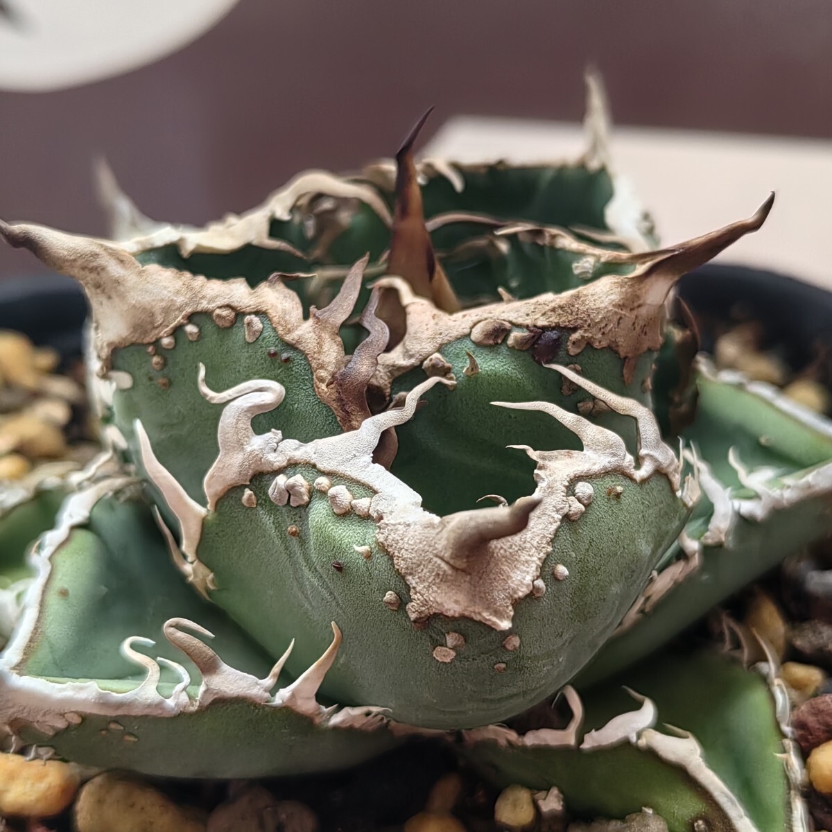 2026年最新】Yahoo!オークション -アガベ チタノタ(花、園芸)の中古品