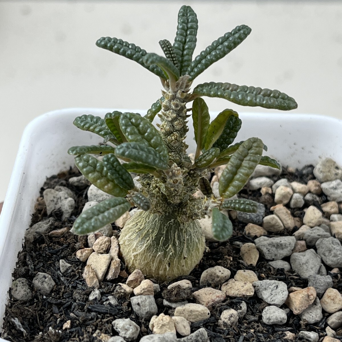 Yahoo!オークション -「ドルステニア ギガス」の落札相場・落札価格