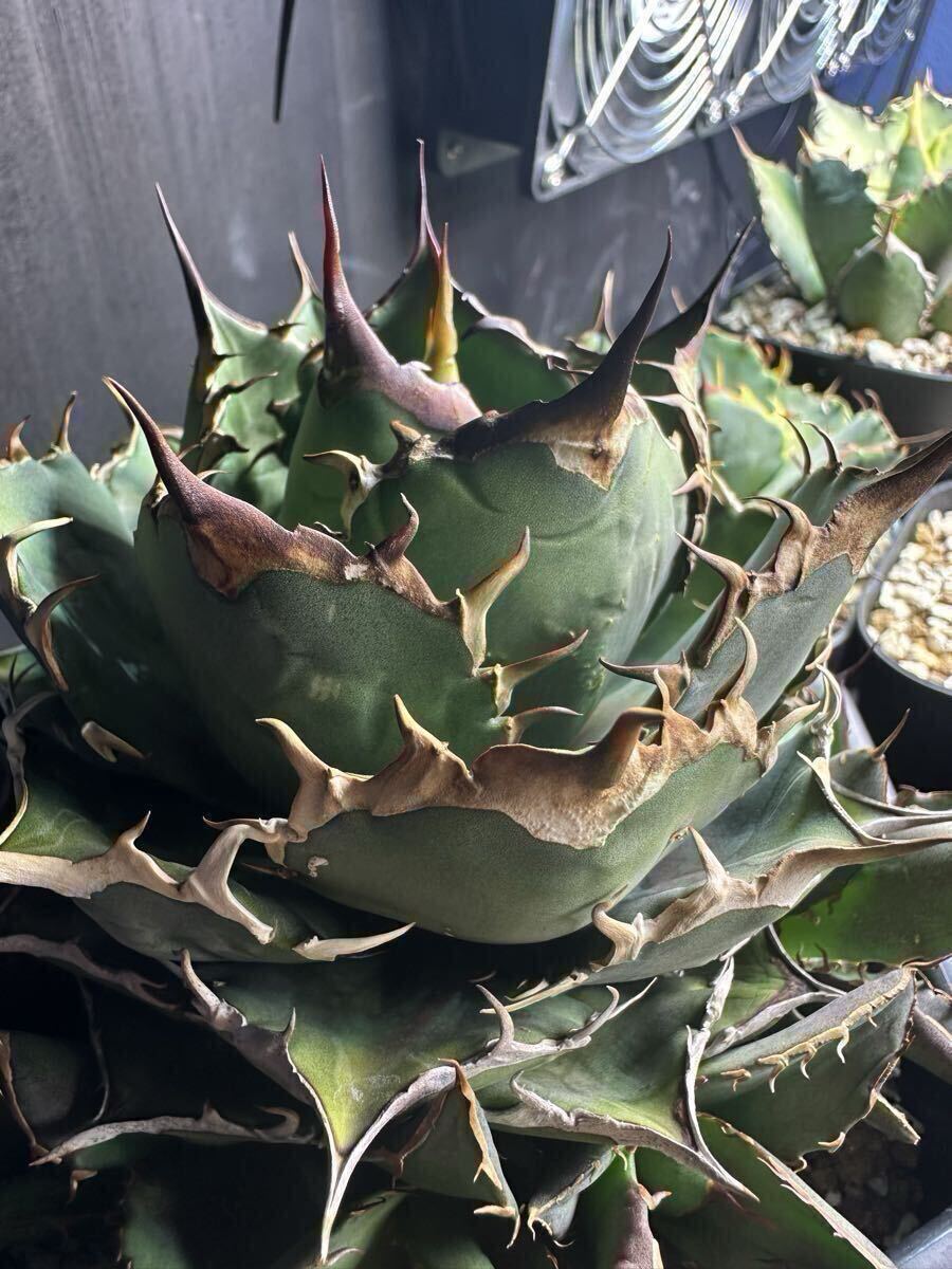 2026年最新】Yahoo!オークション -アガベ チタノタ 子株の中古品・新品