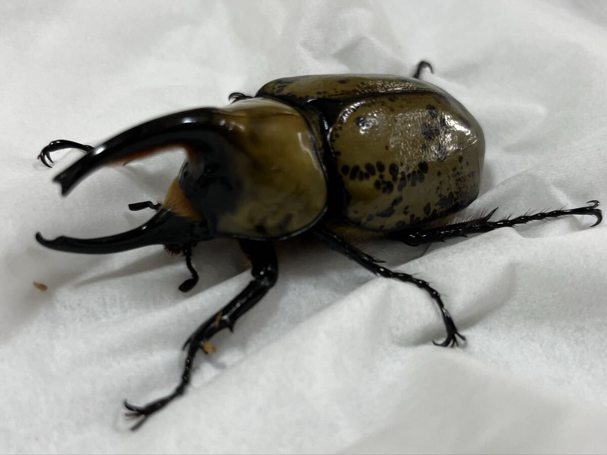 2026年最新】Yahoo!オークション -(wf)(カブトムシ)の中古品・新品・未