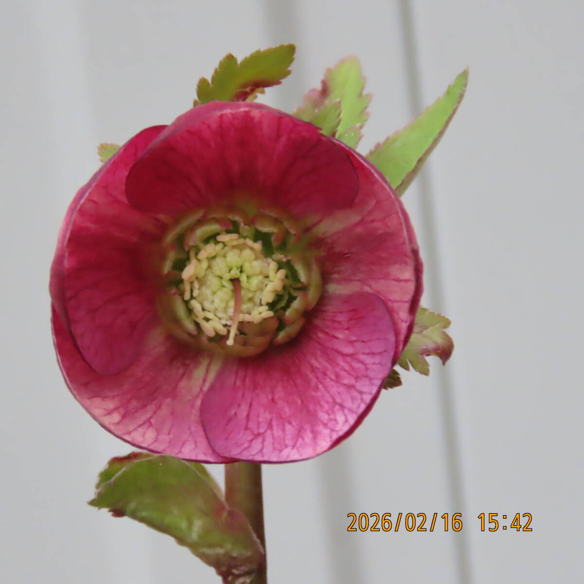 Yahoo!オークション -「クリスマスローズ 開花株」の落札相場・落札価格