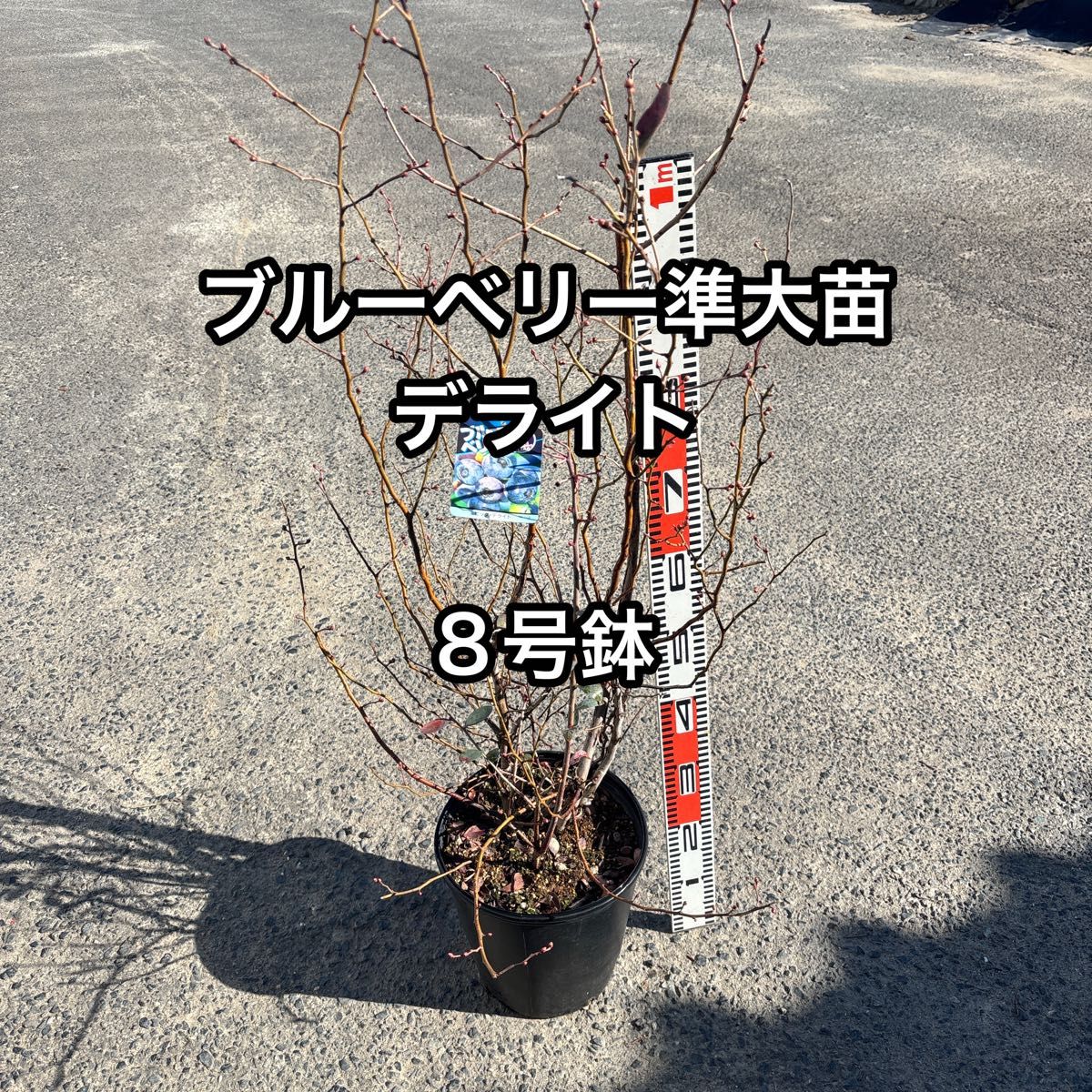 ブルーベリー苗 コロンブス ラビットアイ系 大苗 4年生｜Yahoo!フリマ