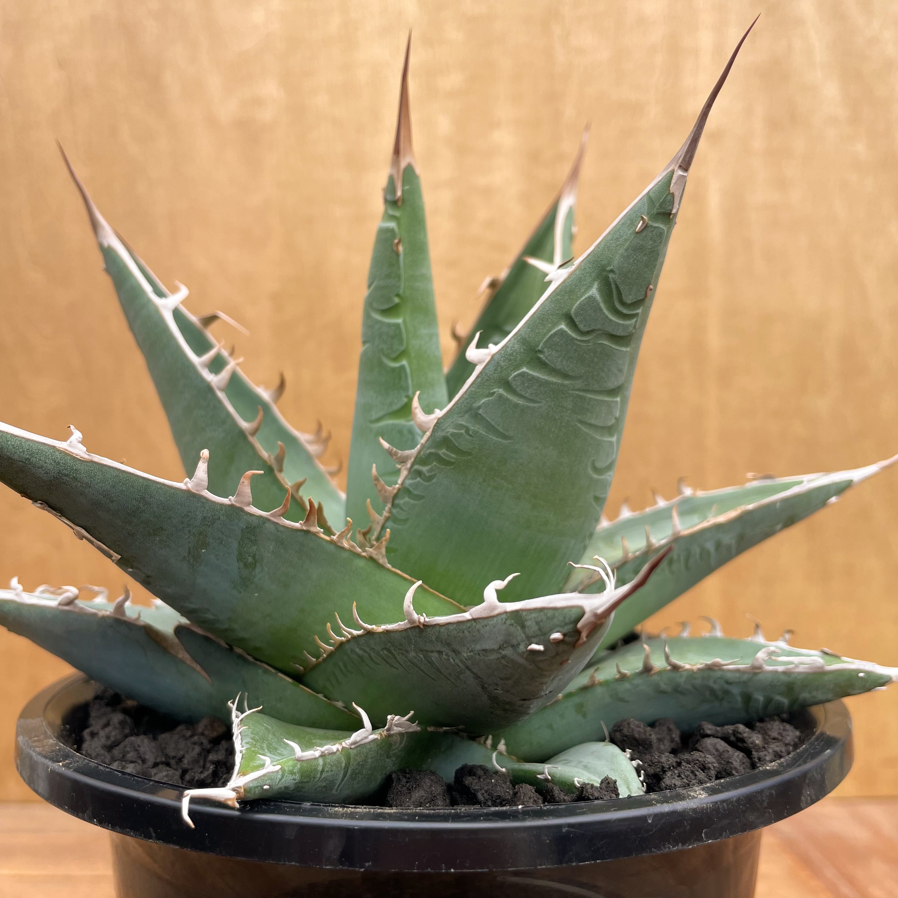 Agave purpusorum【アガベ・パープソラム・帝釈天】 | RIMO'S GREEN