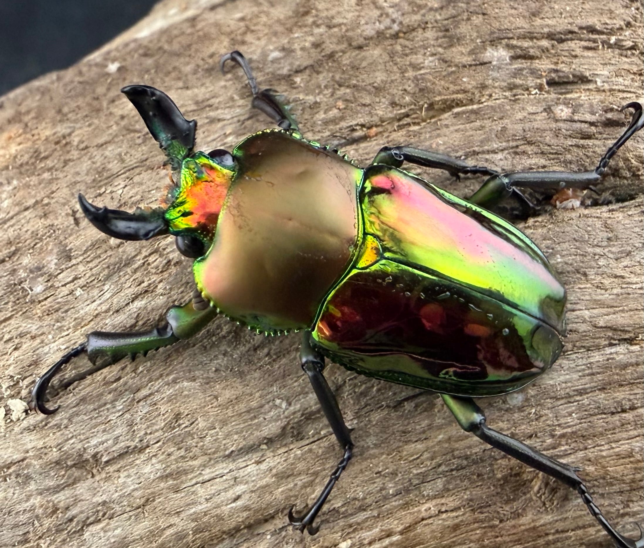 ニジイロクワガタ 33.5mm ♂♀♀トリオ》 | KPW公式オンラインショップ