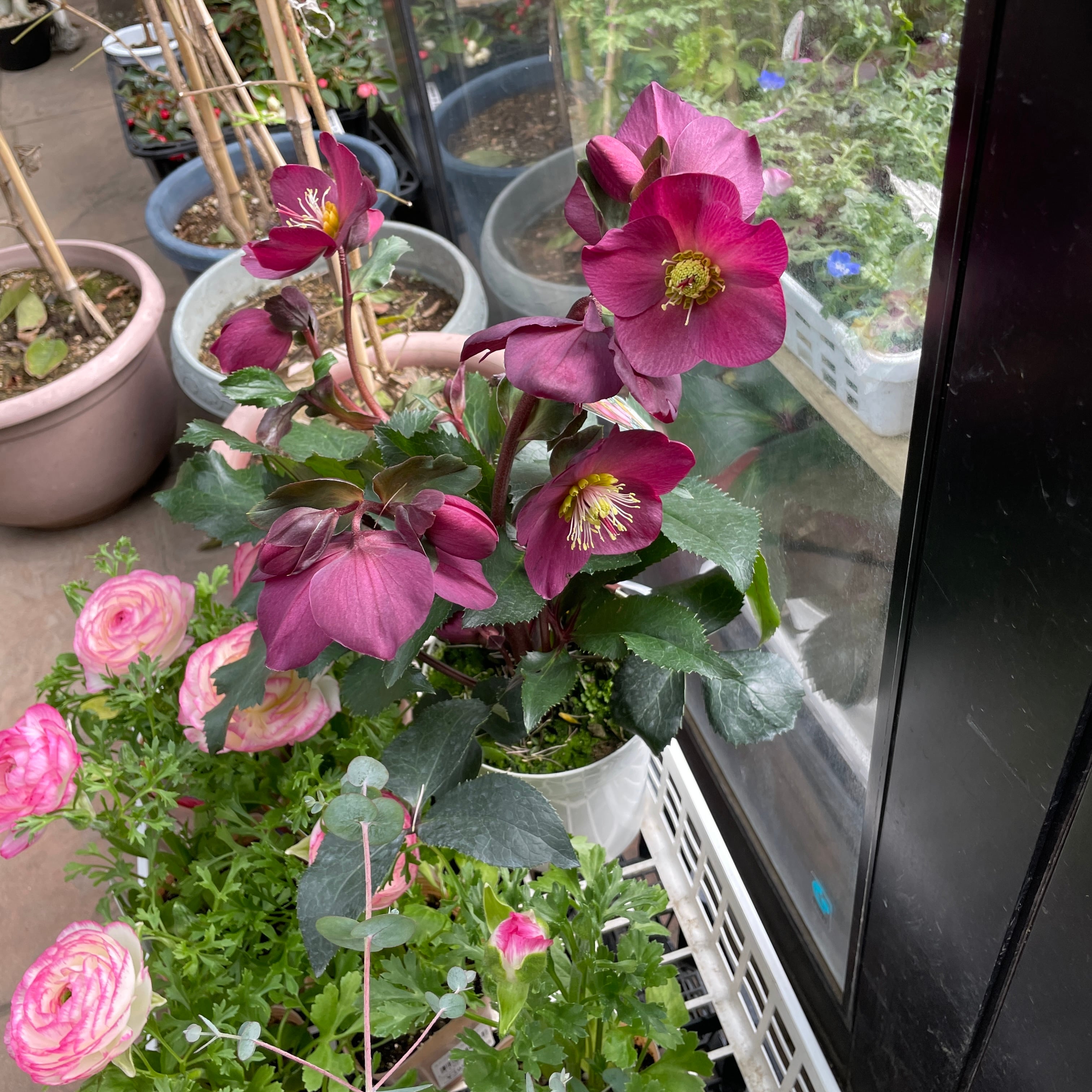 クリスマスローズ 氷の薔薇 レッド ニゲル交配種 ガーデンハイブリッド