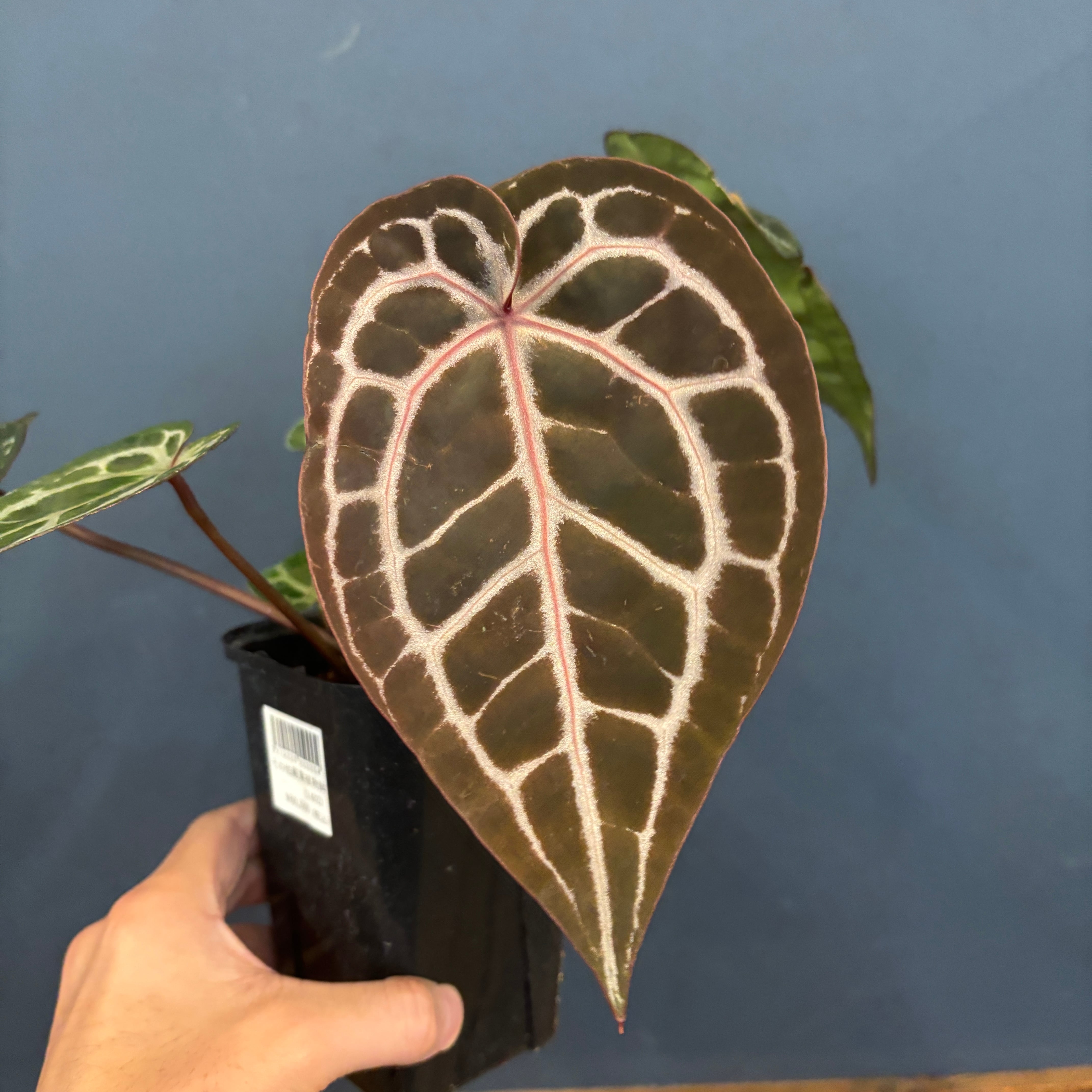 アンスリウム Michelle ミシェル【906】 | PROTOLEAF プロトリーフ