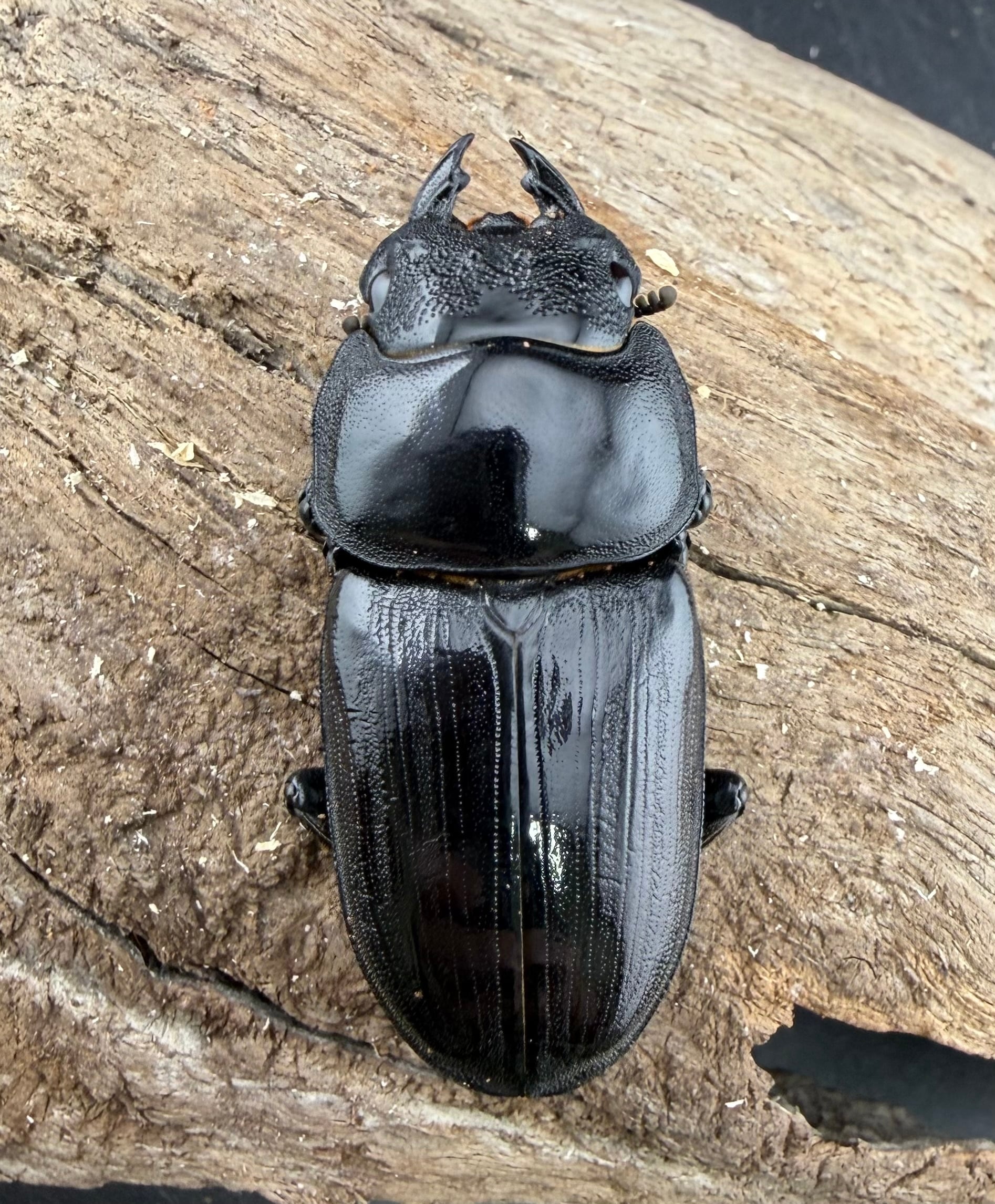 オオクワガタ 久留米血統 83.5mm ペア》 | KPW公式オンラインショップ