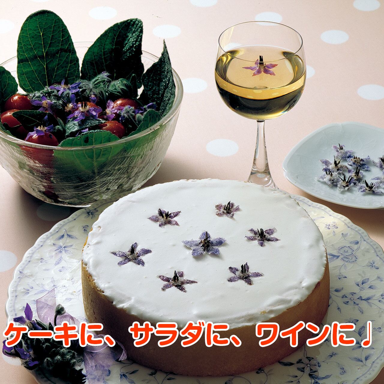 ハーブ 苗 ボリジ青花 | ハーブ苗のポタジェガーデン 本店