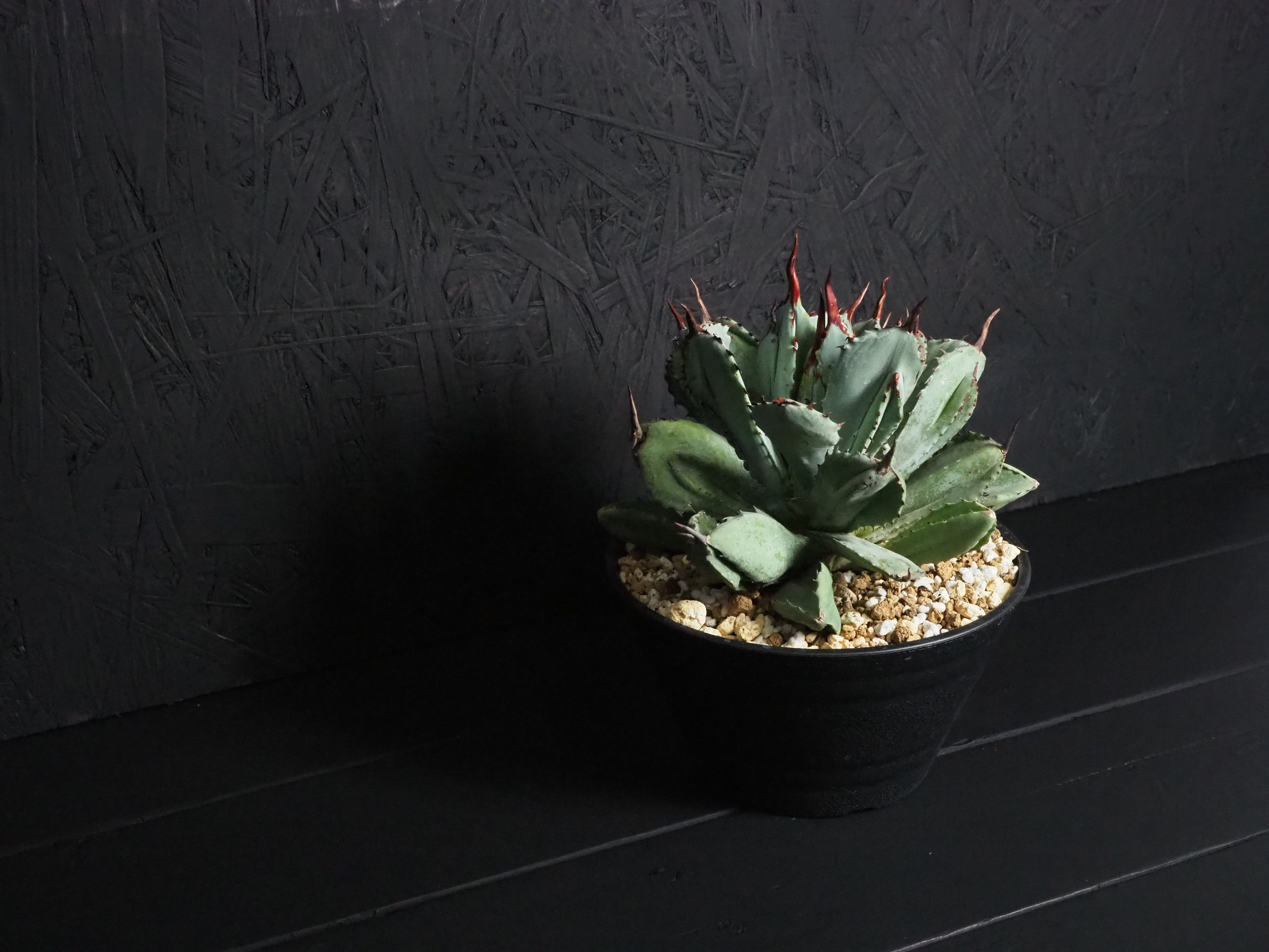 アガベ・キュービック／綴化雷神 | GREEN TRUST online store