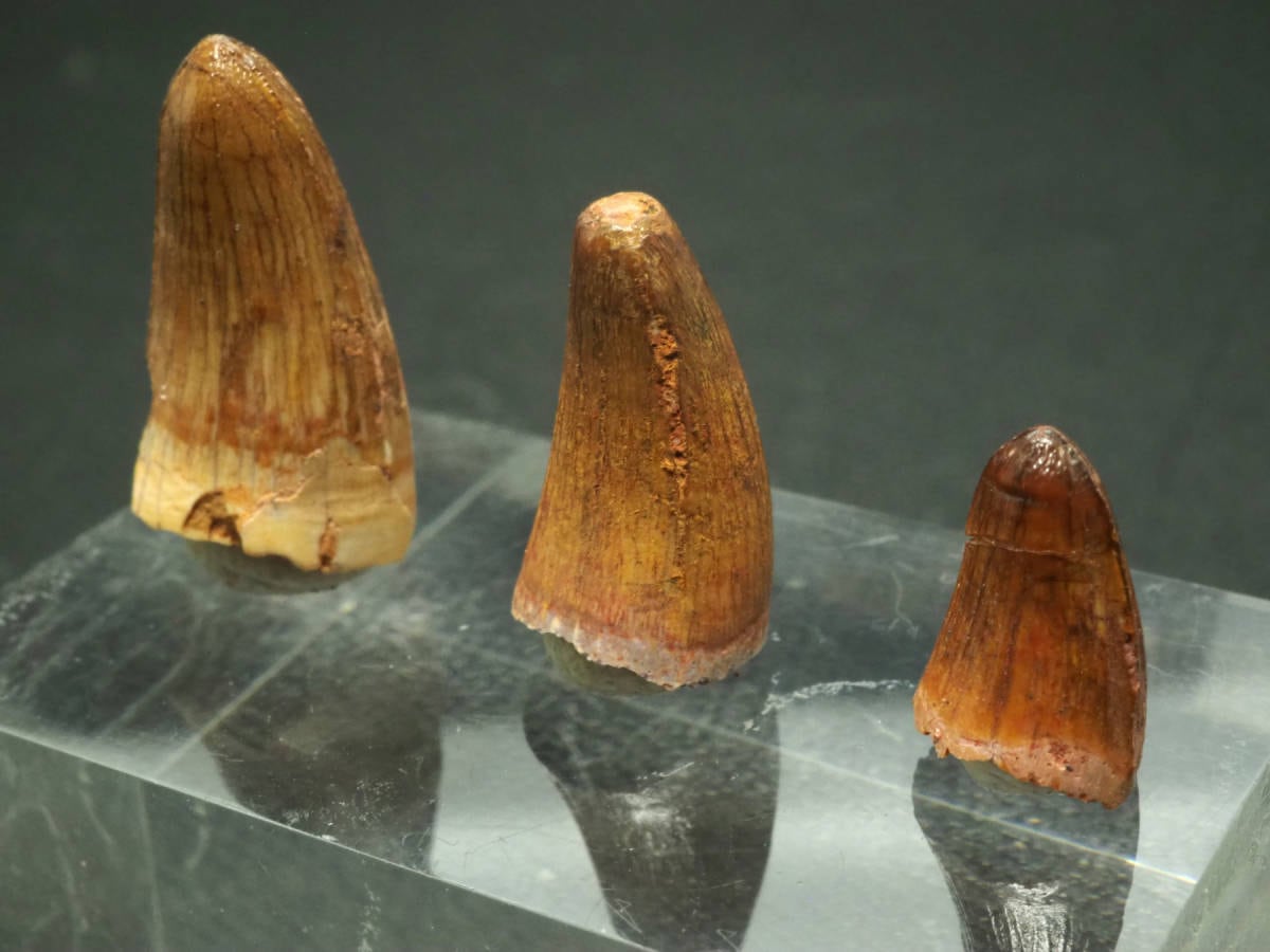 3本セット！ワニの歯化石【Unidentified Crocodile】【4.4 g