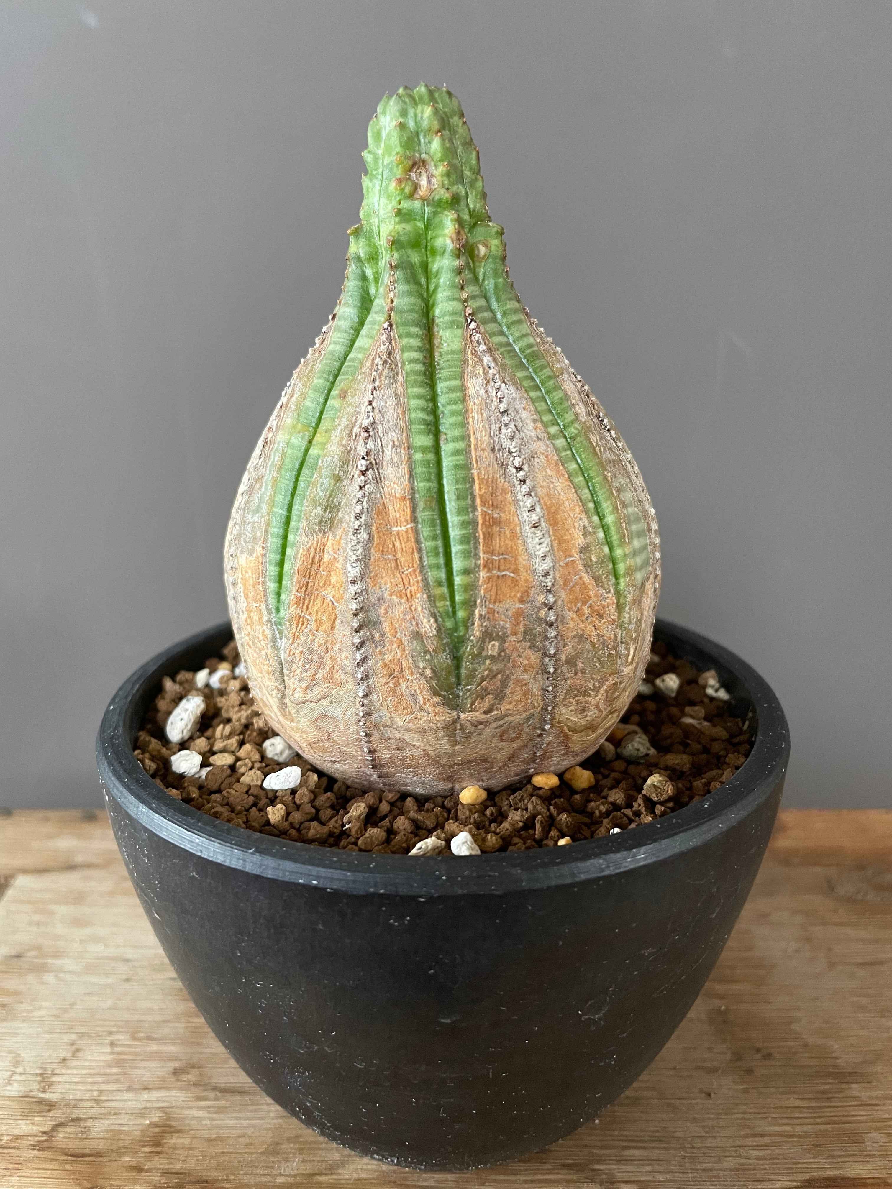 ユーフォルビア オベサ木質化③ | Lines BOTANICAL SHOP