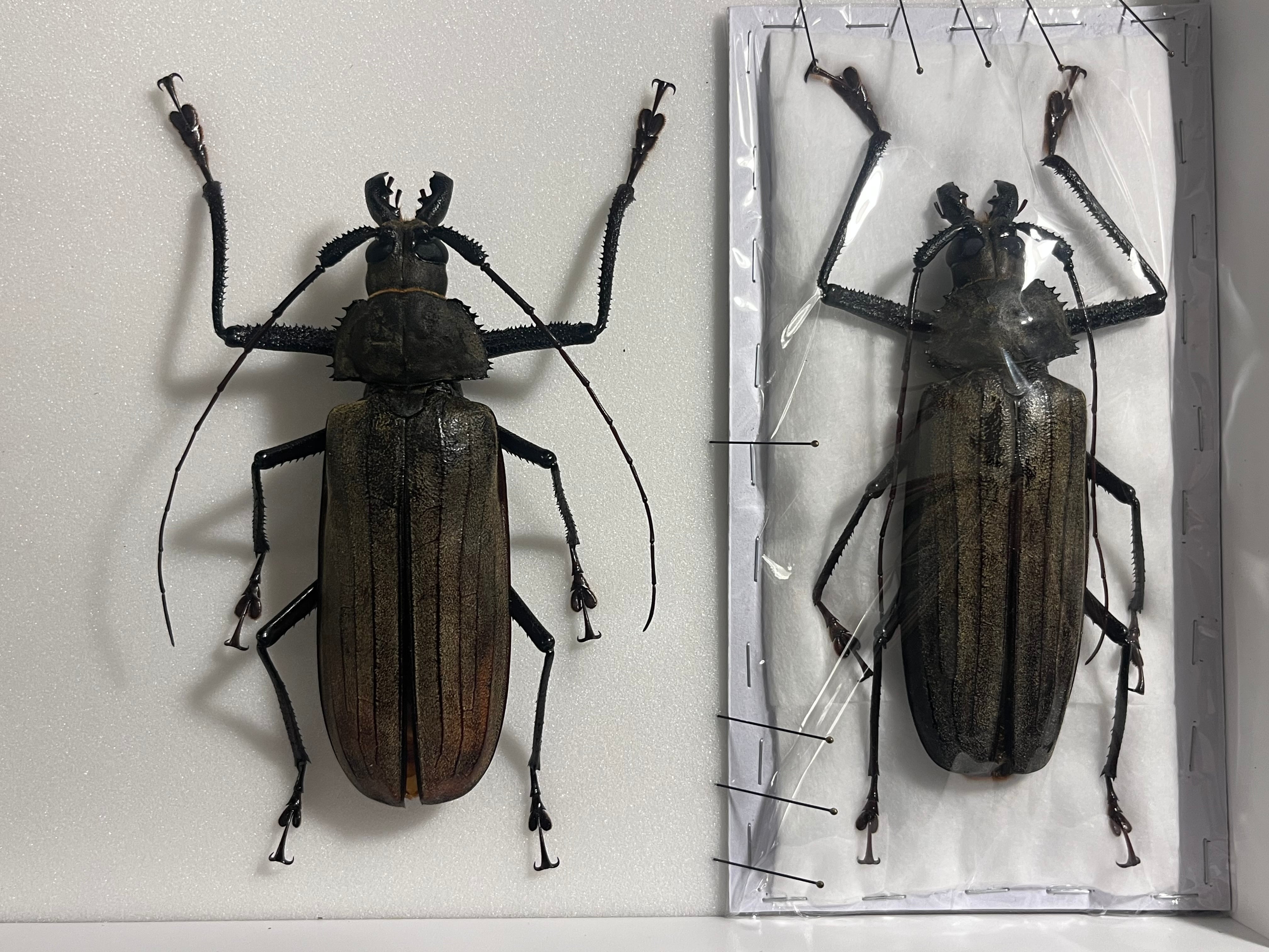 127mm】スジバネトゲフチオオウスバカミキリ ブルウスバカミキリ