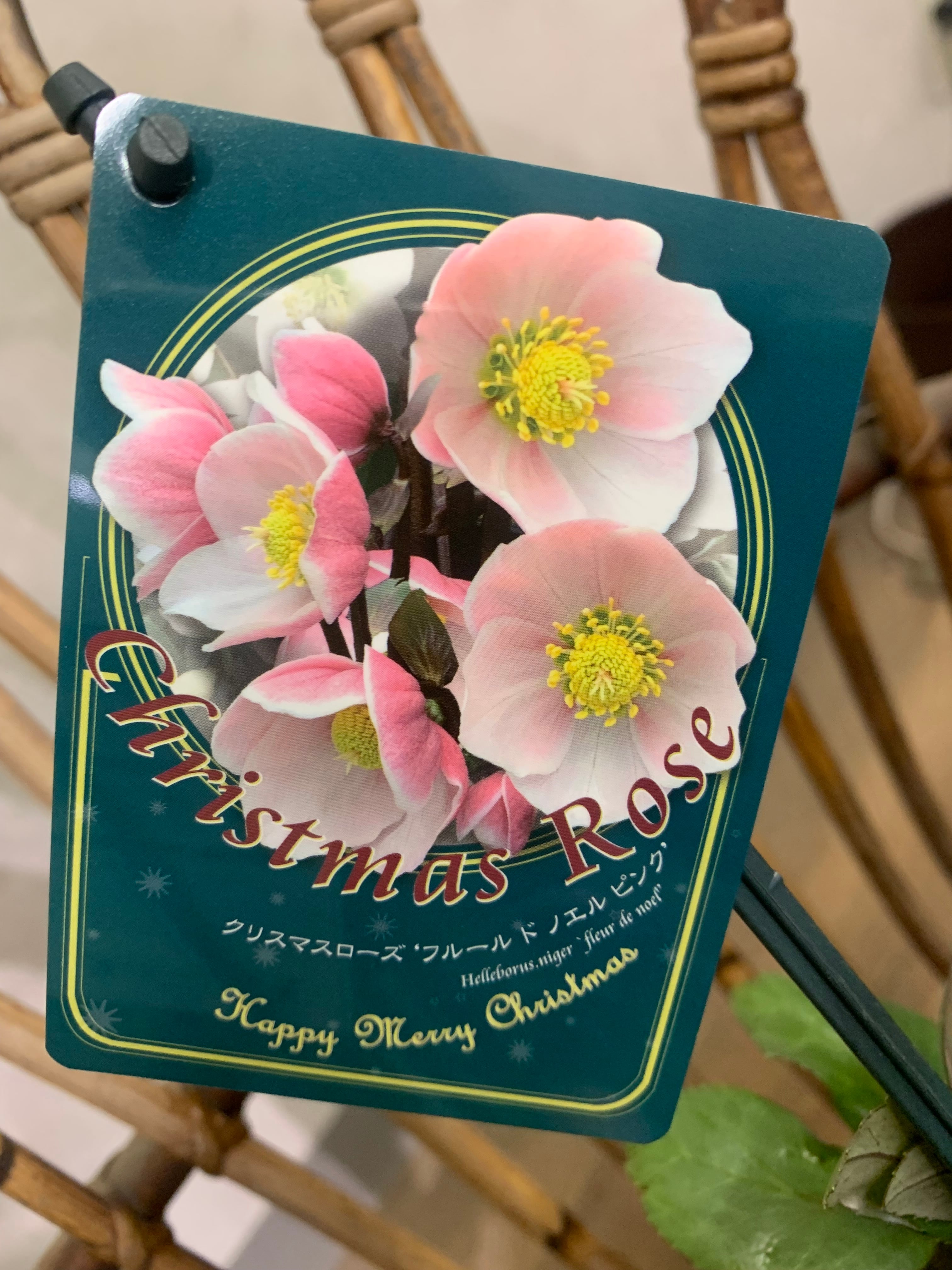 クリスマスローズピンクニゲル フルールドノエル ピンク ⚫︎常緑