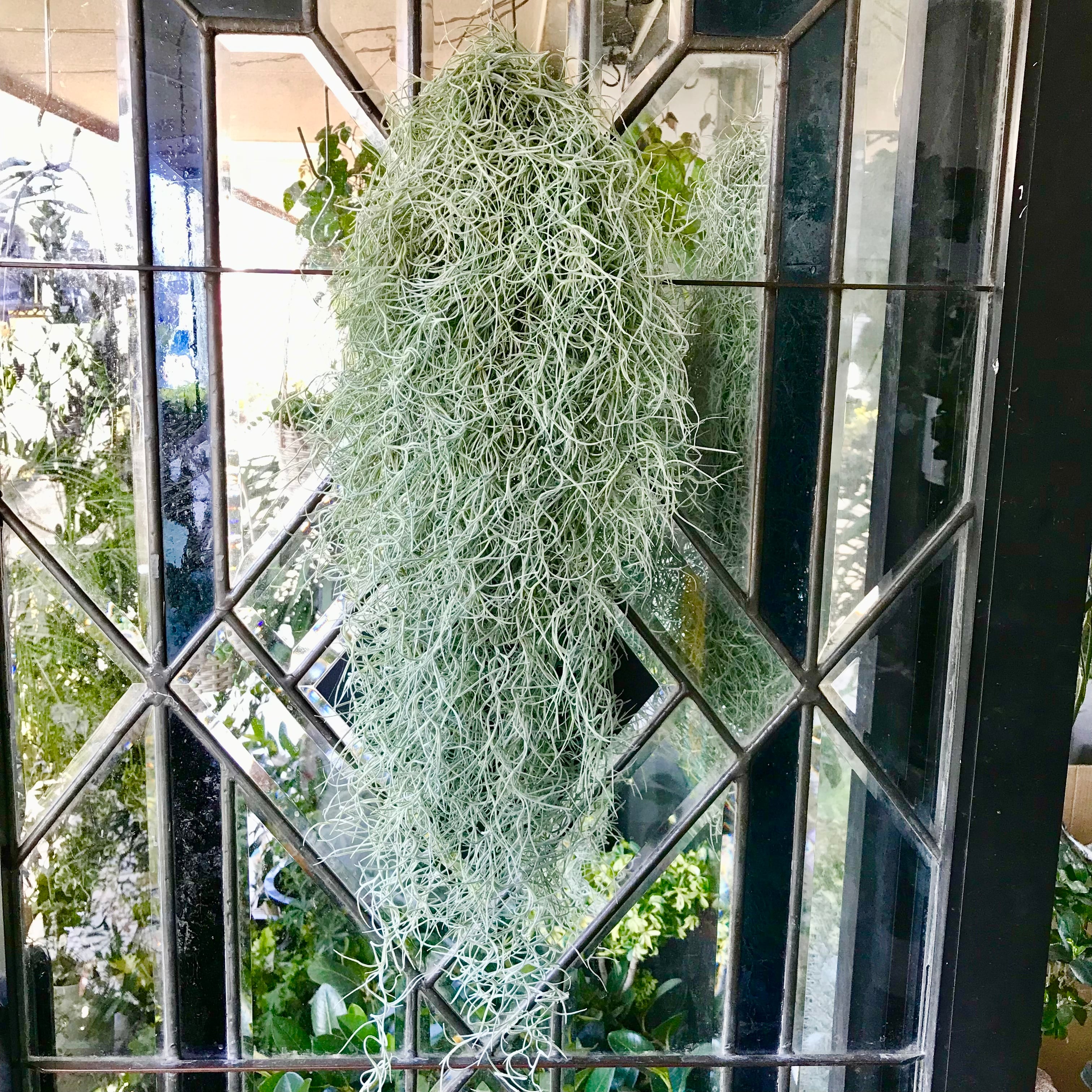 ボリュームあり チランジア エアープランツ ウスネオイデス