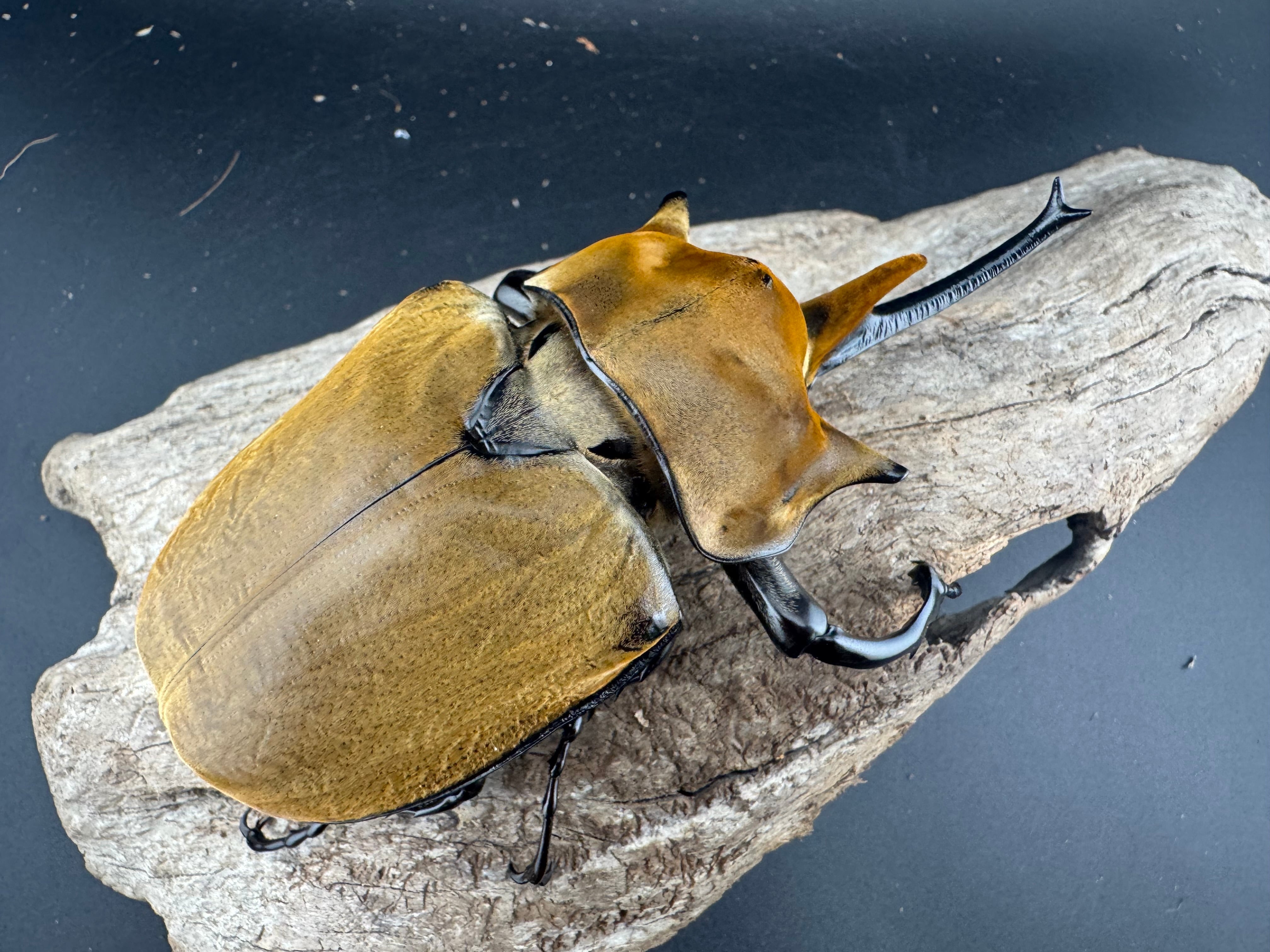 エレファスゾウカブト 117mm ペア》 | KPW公式オンラインショップ