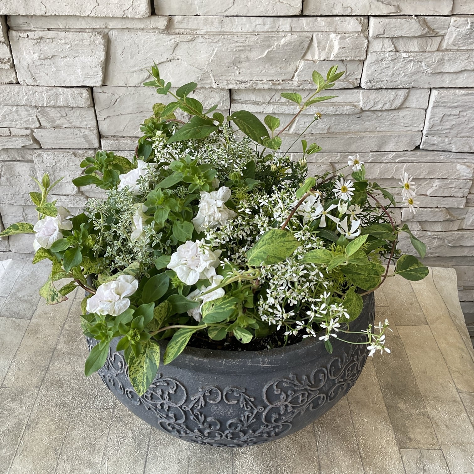 ペチュニアが際立つホワイトの寄せ植え】 | 橋本種苗園