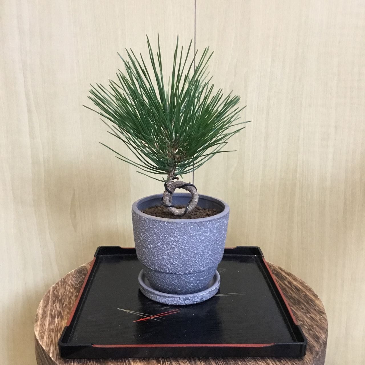 黒松ねじれ 盆栽風 皿付き3号鉢 | 趣味の園芸と陶器山竹