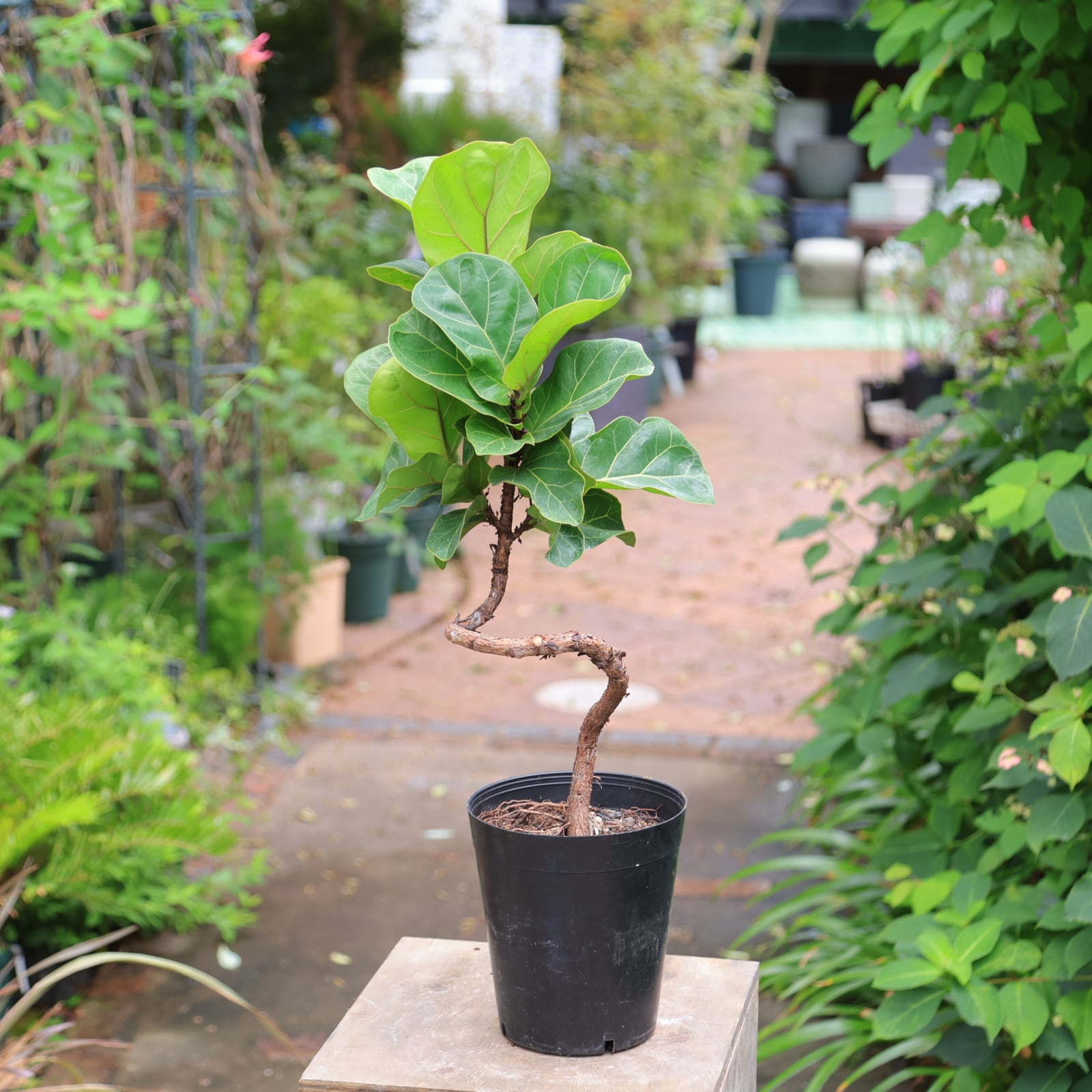 曲がり フィカス バンビーノ カシワバゴム 6号 観葉植物 耐陰性植物