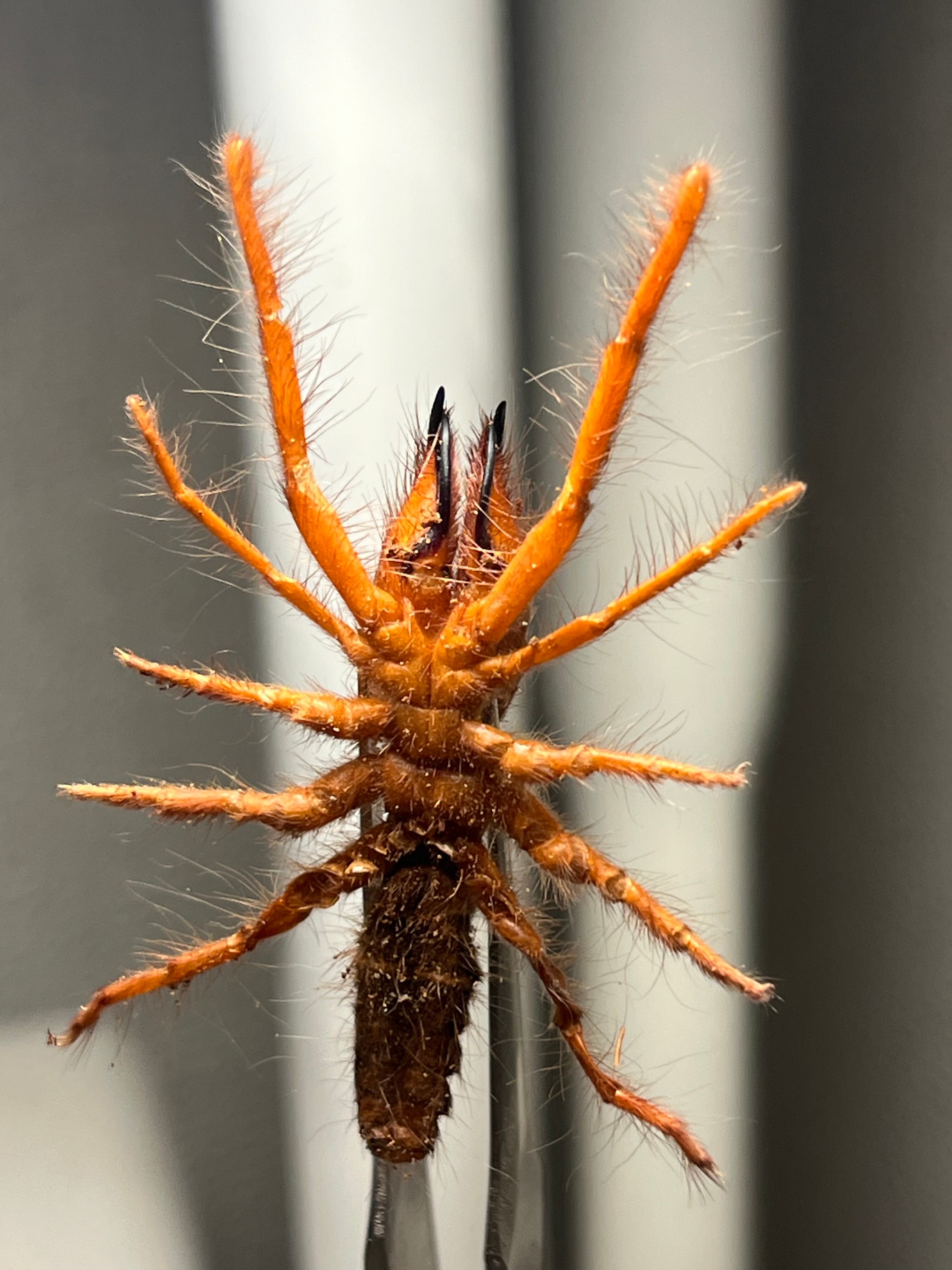 ブラッドレッドヒヨケムシ Dinorhax rostrumpsittaci 奇蟲標本 標本