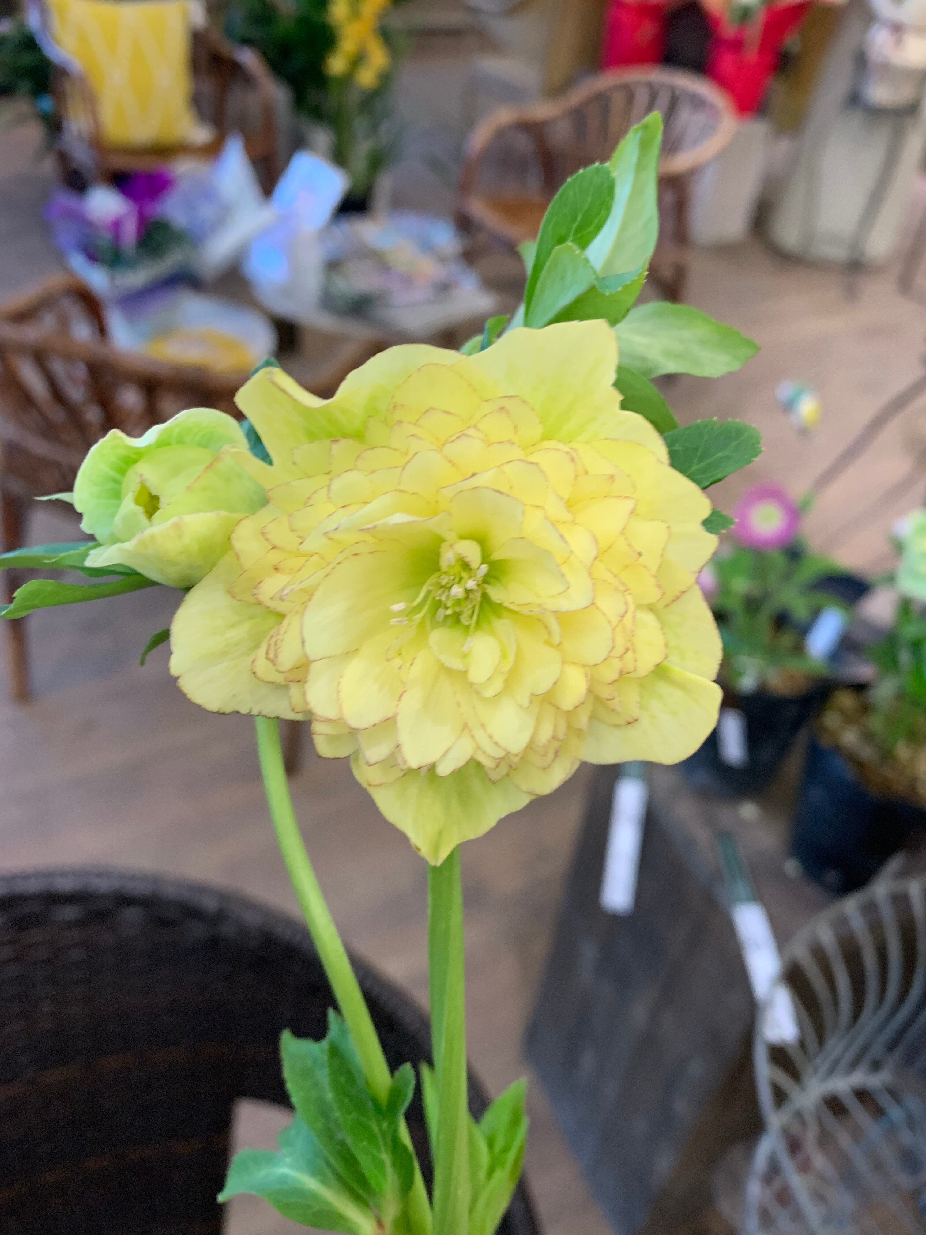 希少‼️③加藤農園さんの多弁クリスマスローズ アフロディーテ八重咲