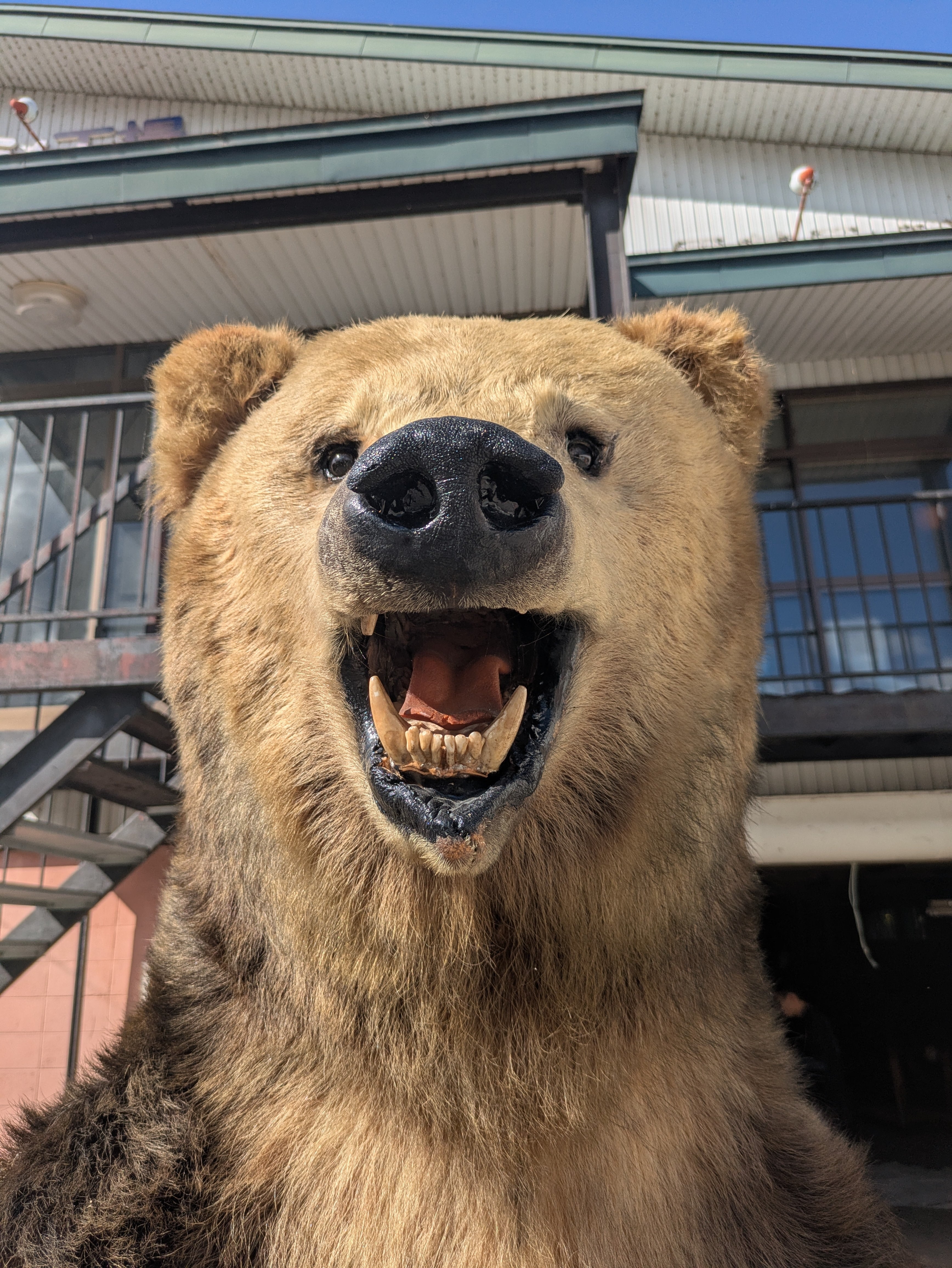 ヒグマ 剥製 | 若松毛皮