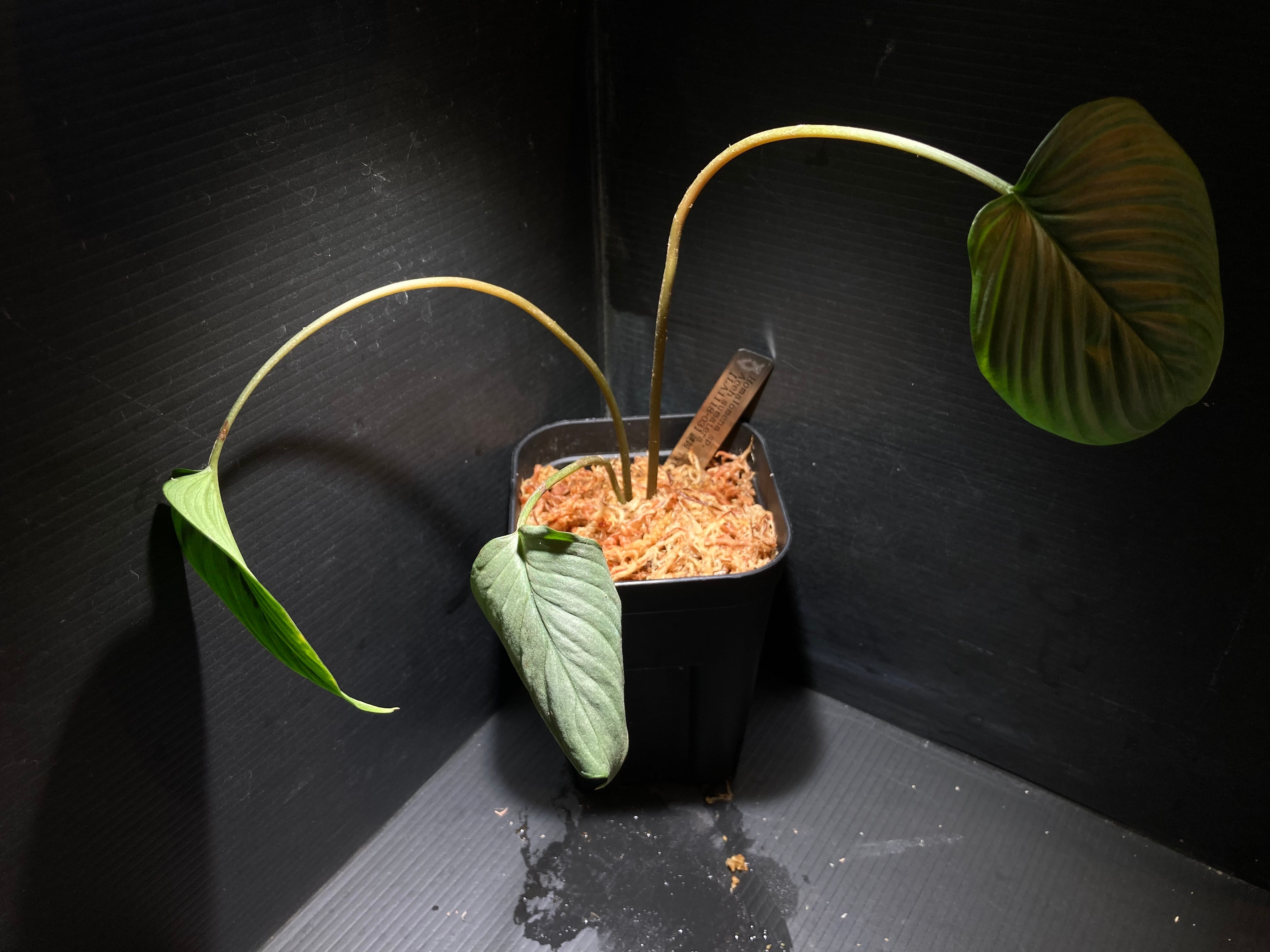 ホマロメナ | AquaFocus