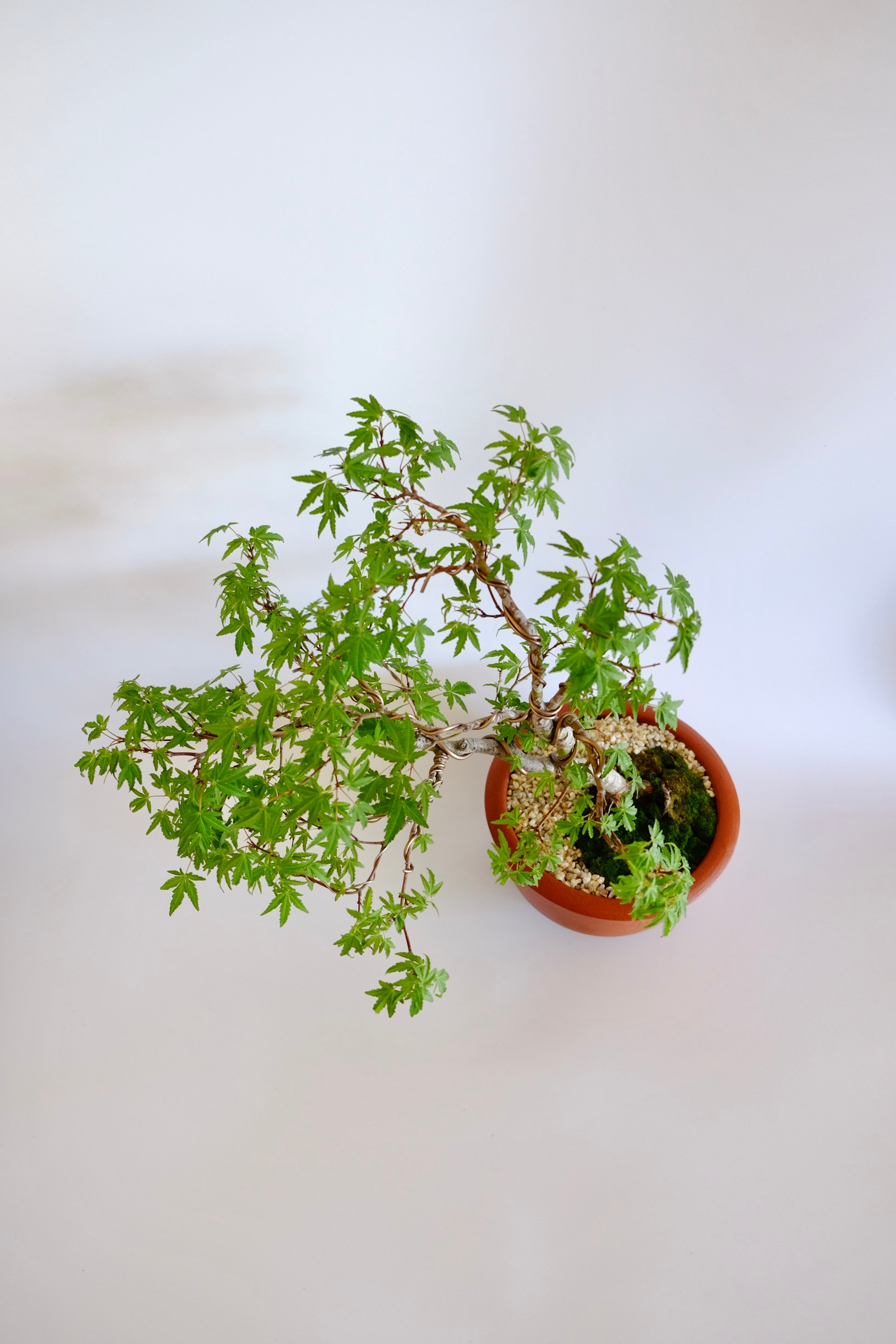 17. 行姫紅葉 Yukihime momiji (Yukihime maple） | Pay ID